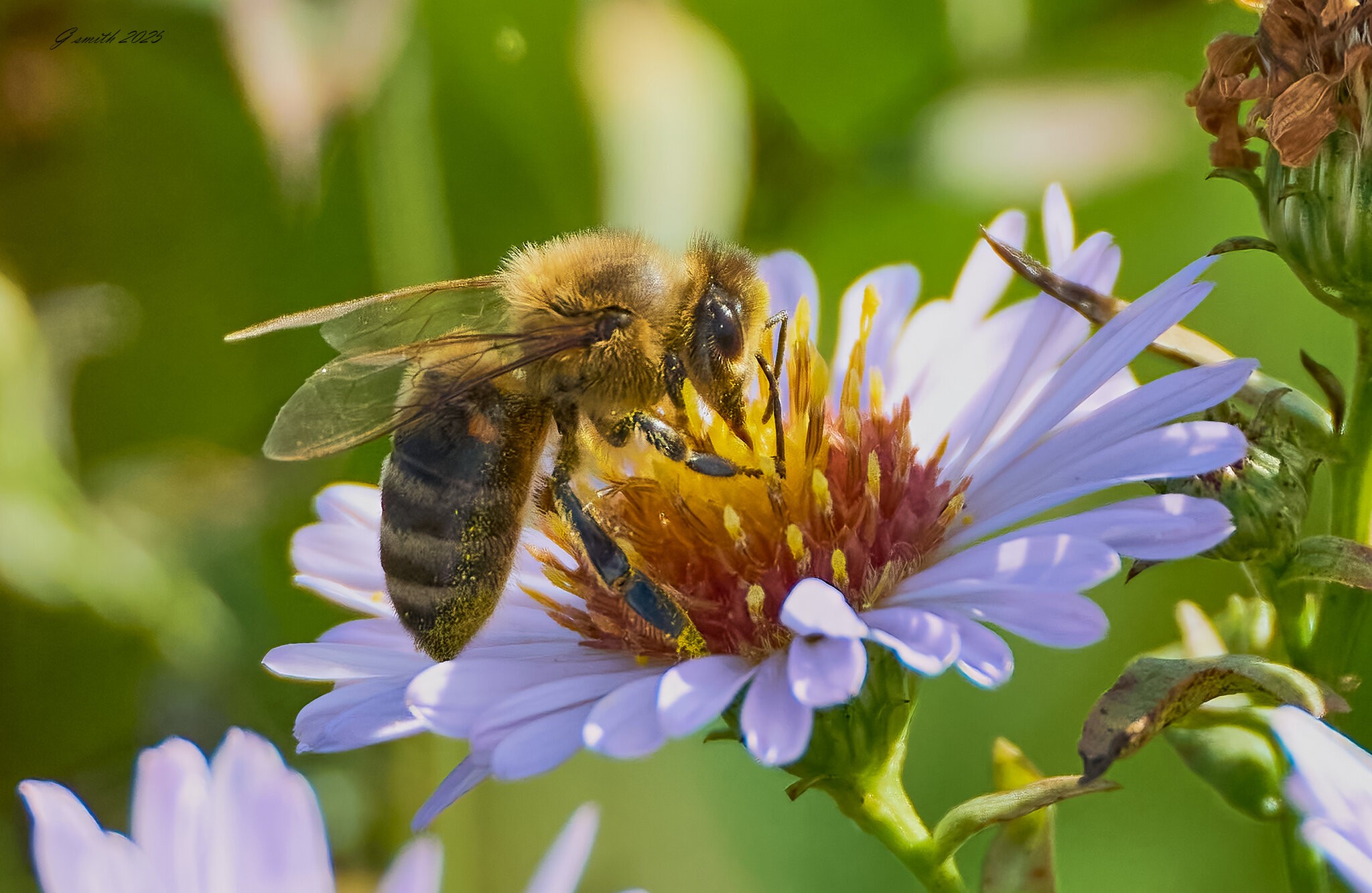 bee 2025 .jpg