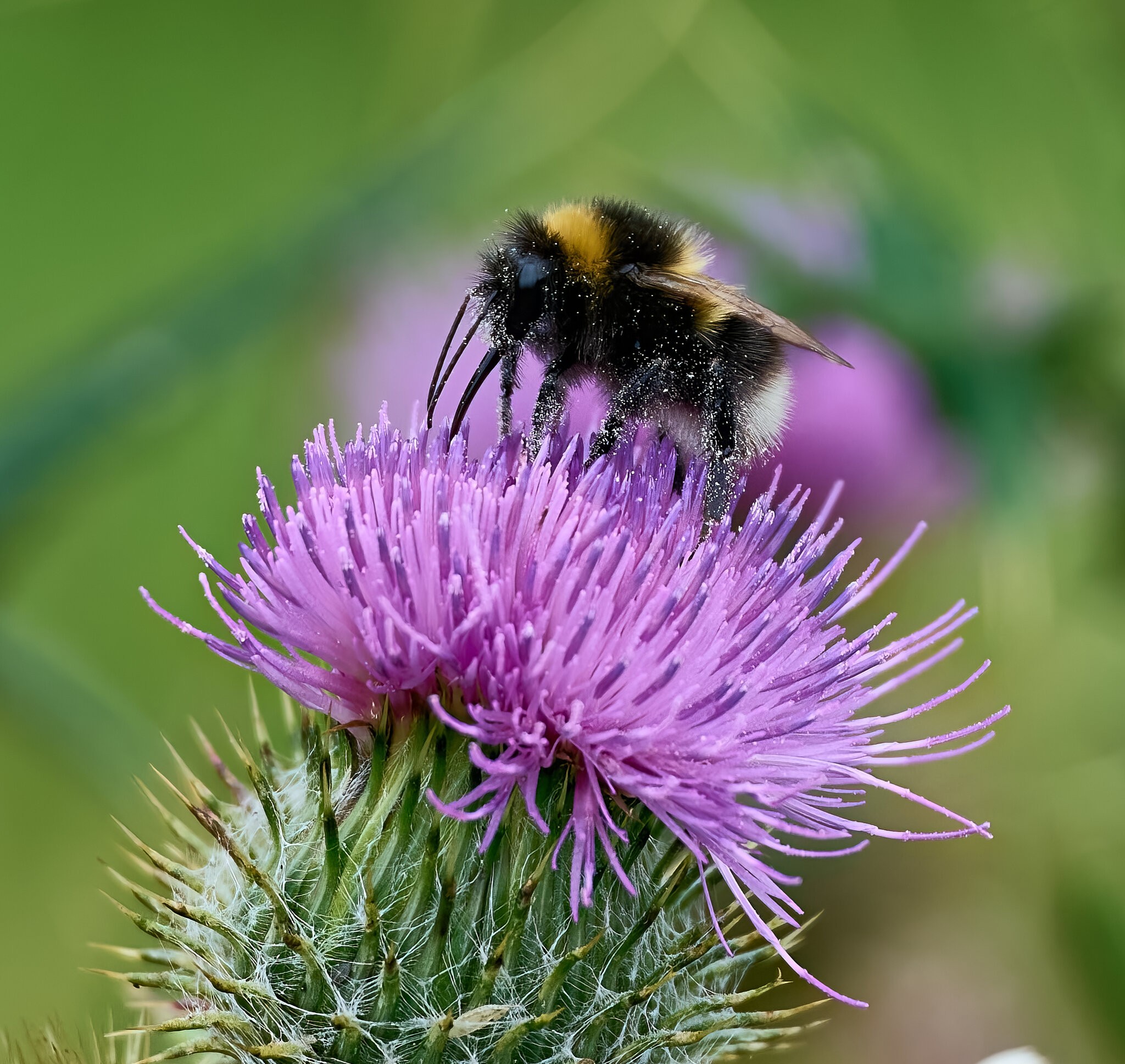 bee 2025_2.jpg