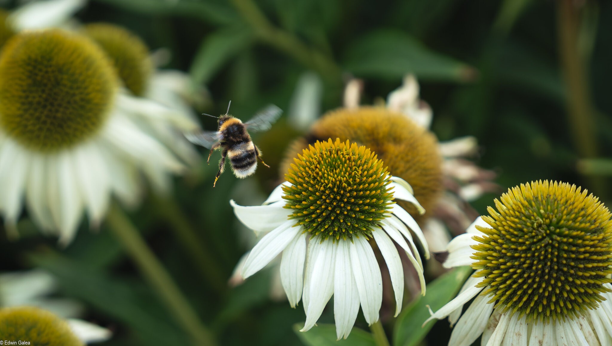 bee and purity coneflower-3.jpg