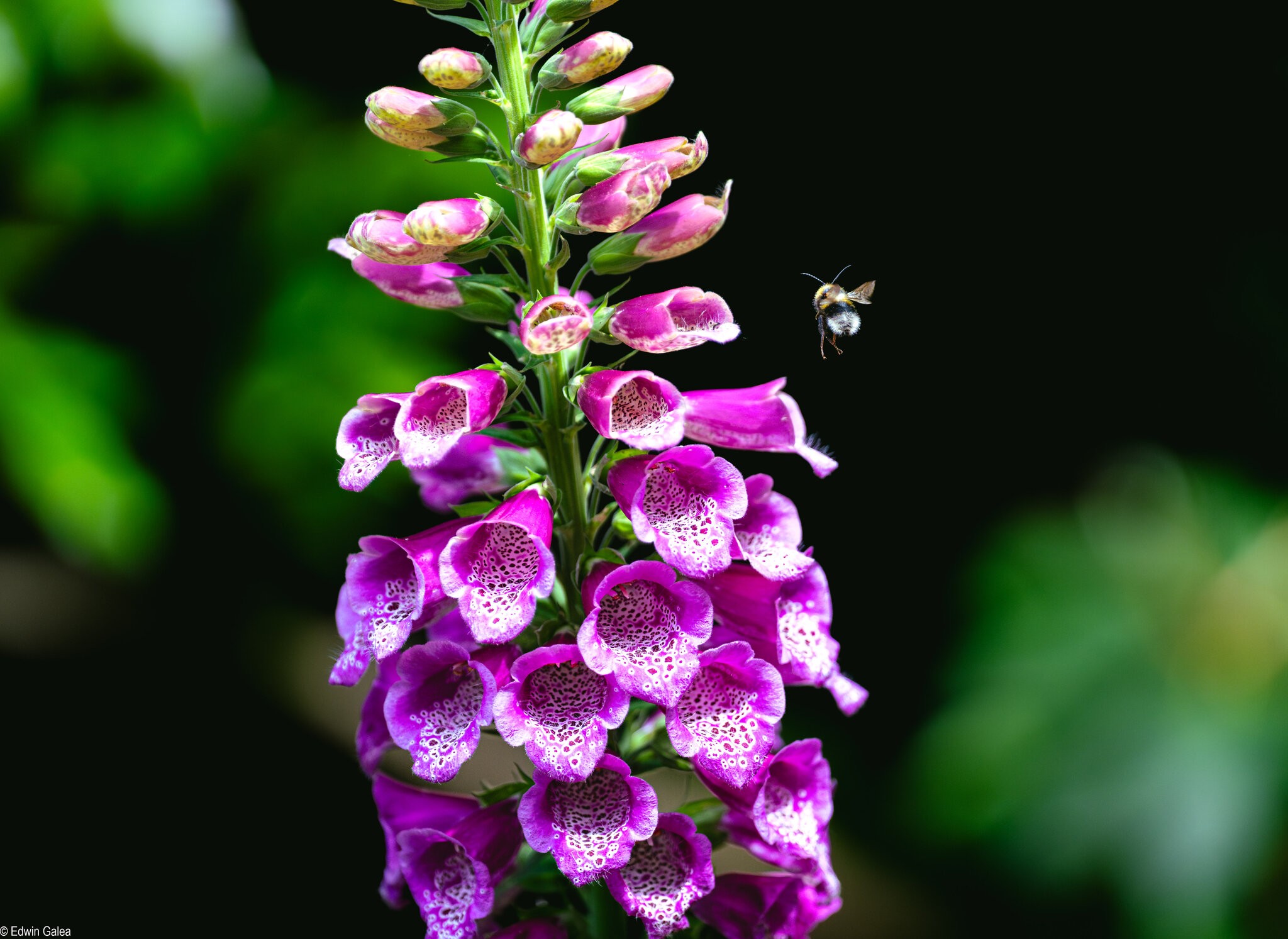 bee_landing-1.jpg
