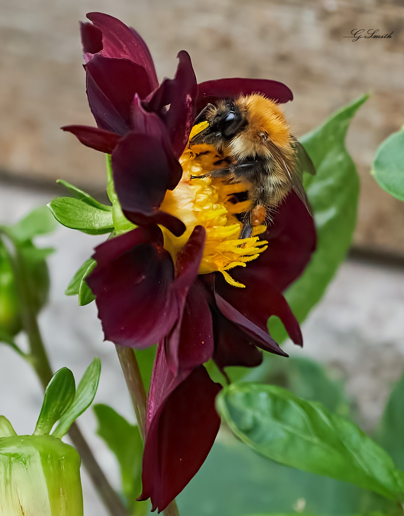 bees 2022  1.jpg