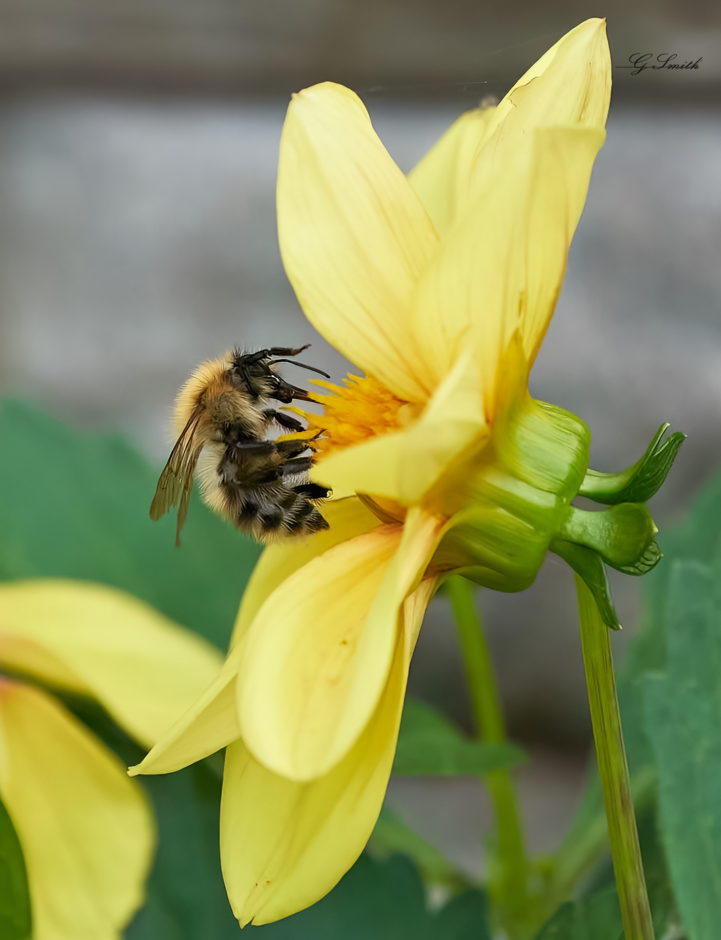 bees 2022 31.jpg
