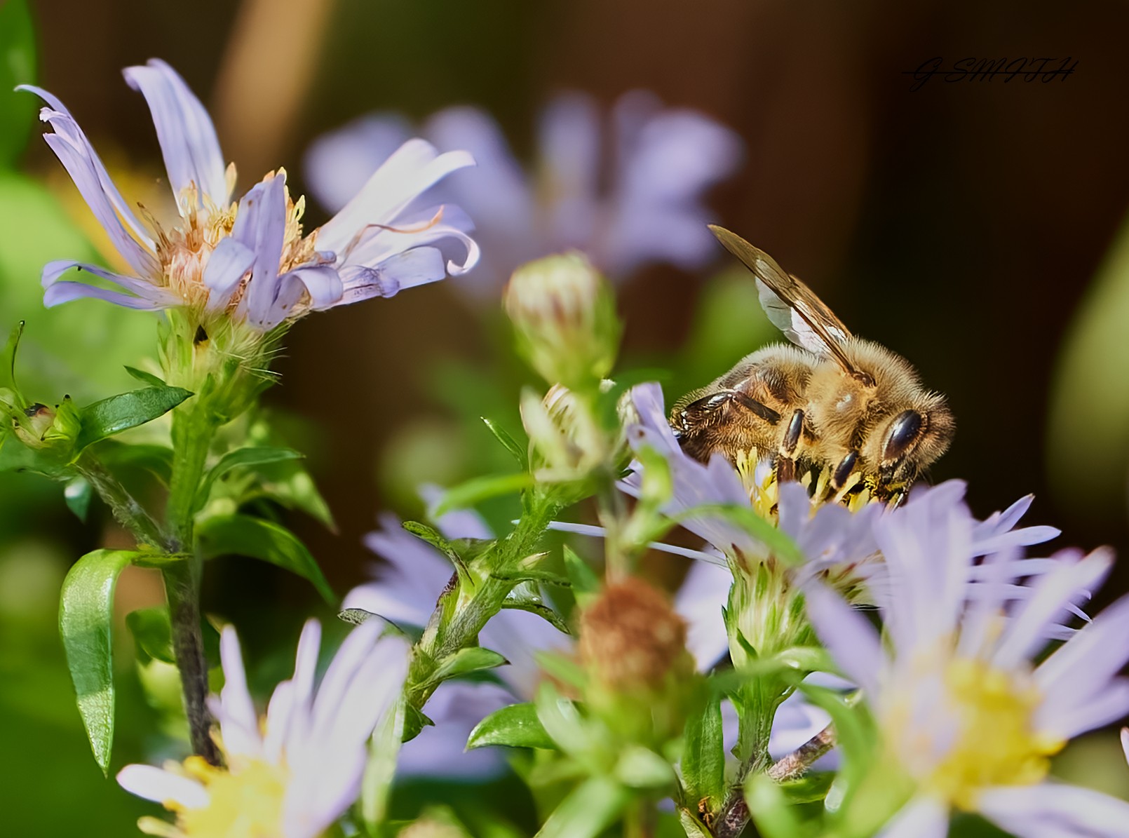 bees 2022  4.jpg