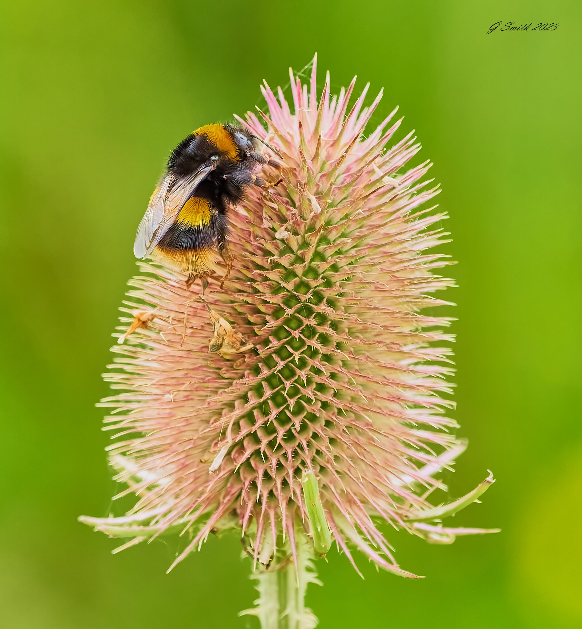 bees 2023 2.jpg