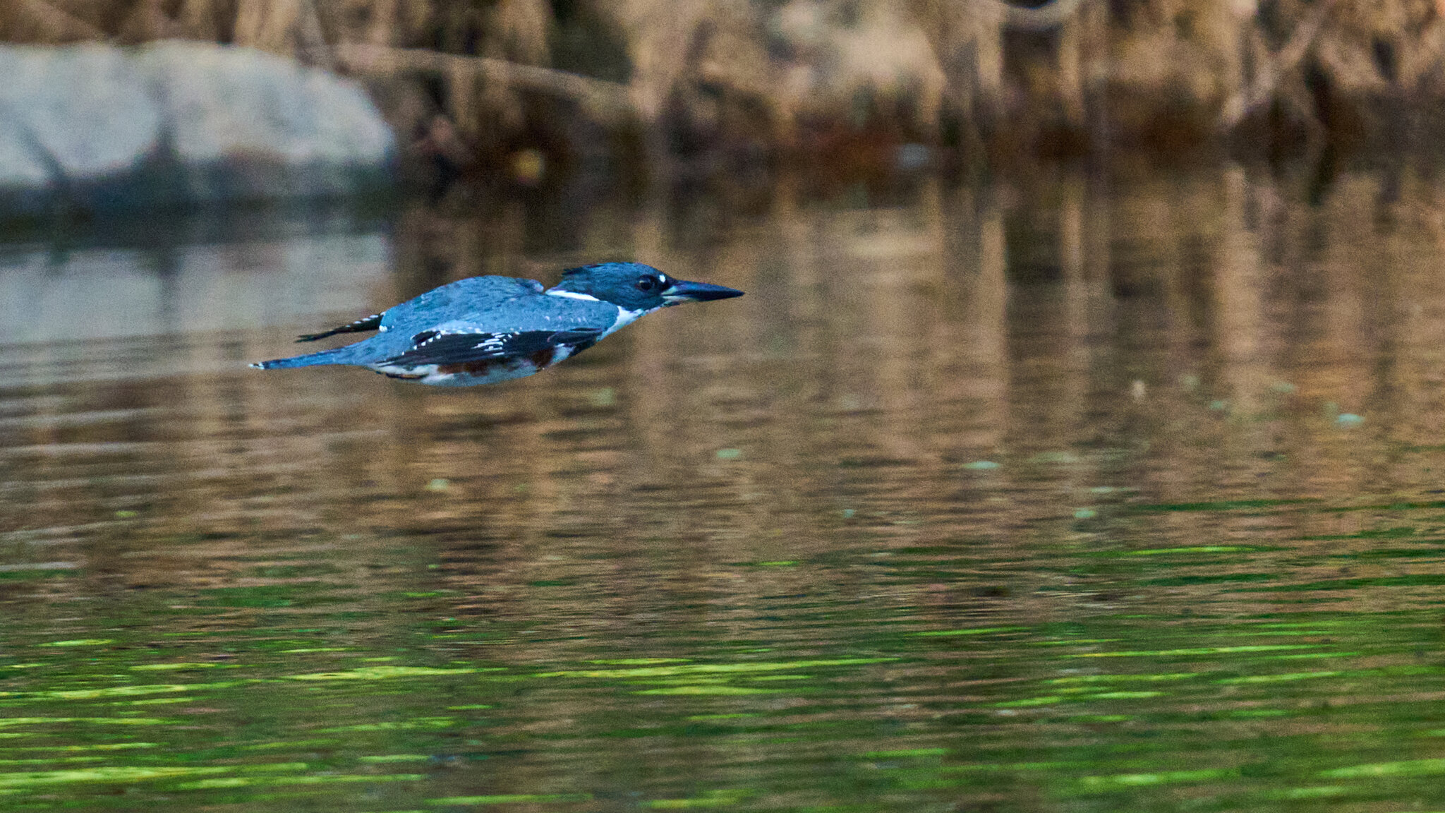 Belted Kingfisher - BCSP - 09192026 - 01.jpg