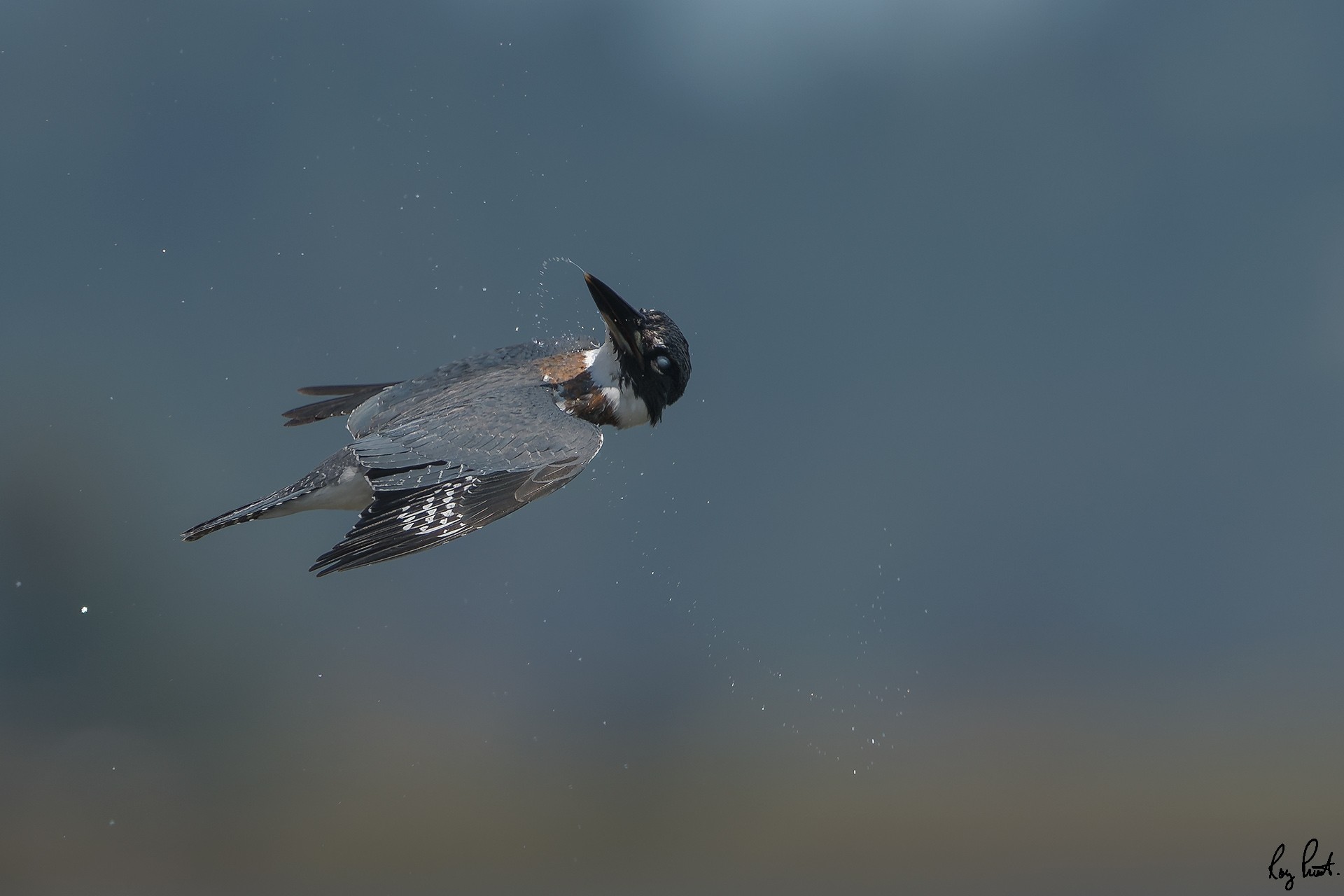 Belted-Kingfisher_DSC1640.jpg