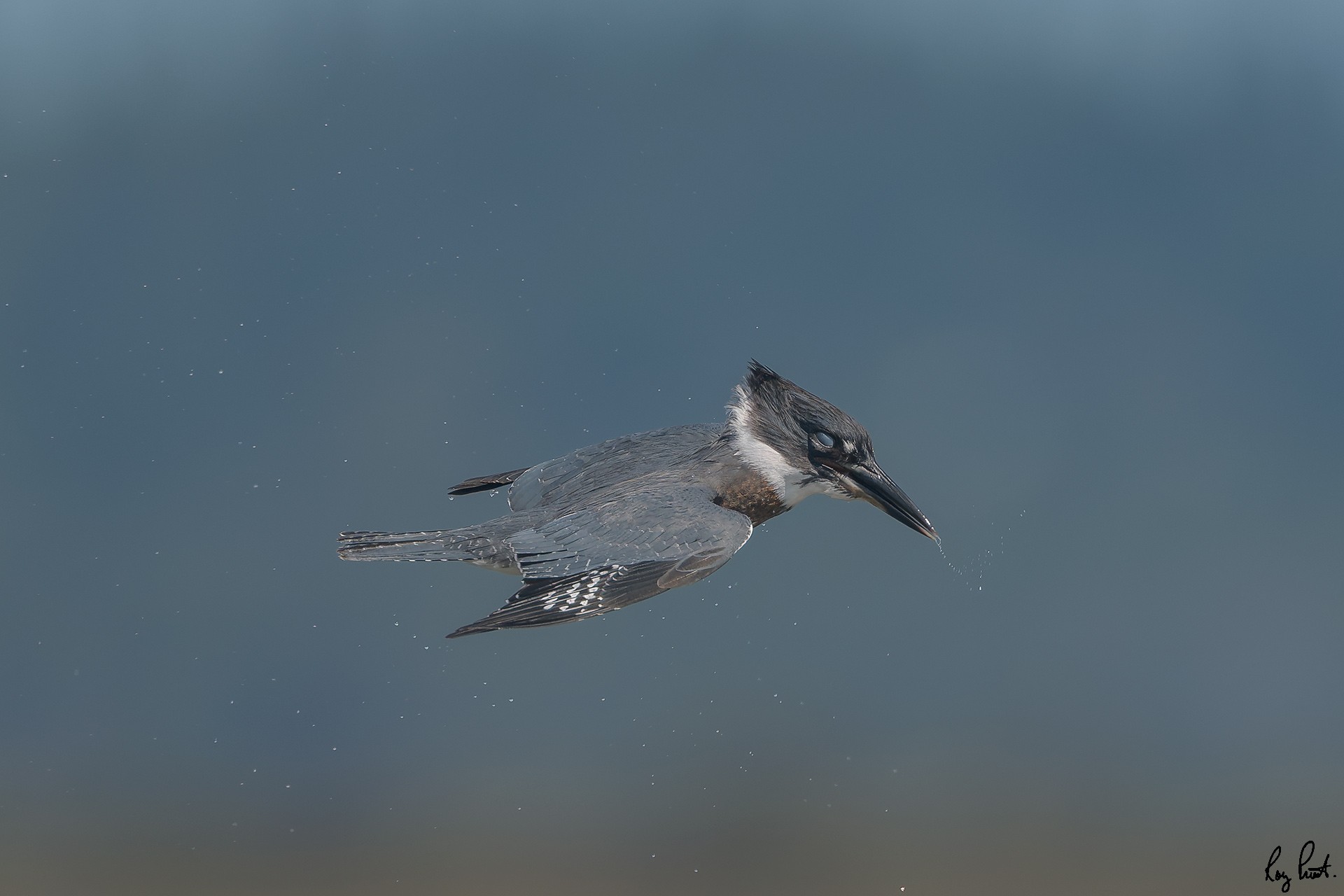 Belted-Kingfisher_DSC1642.jpg