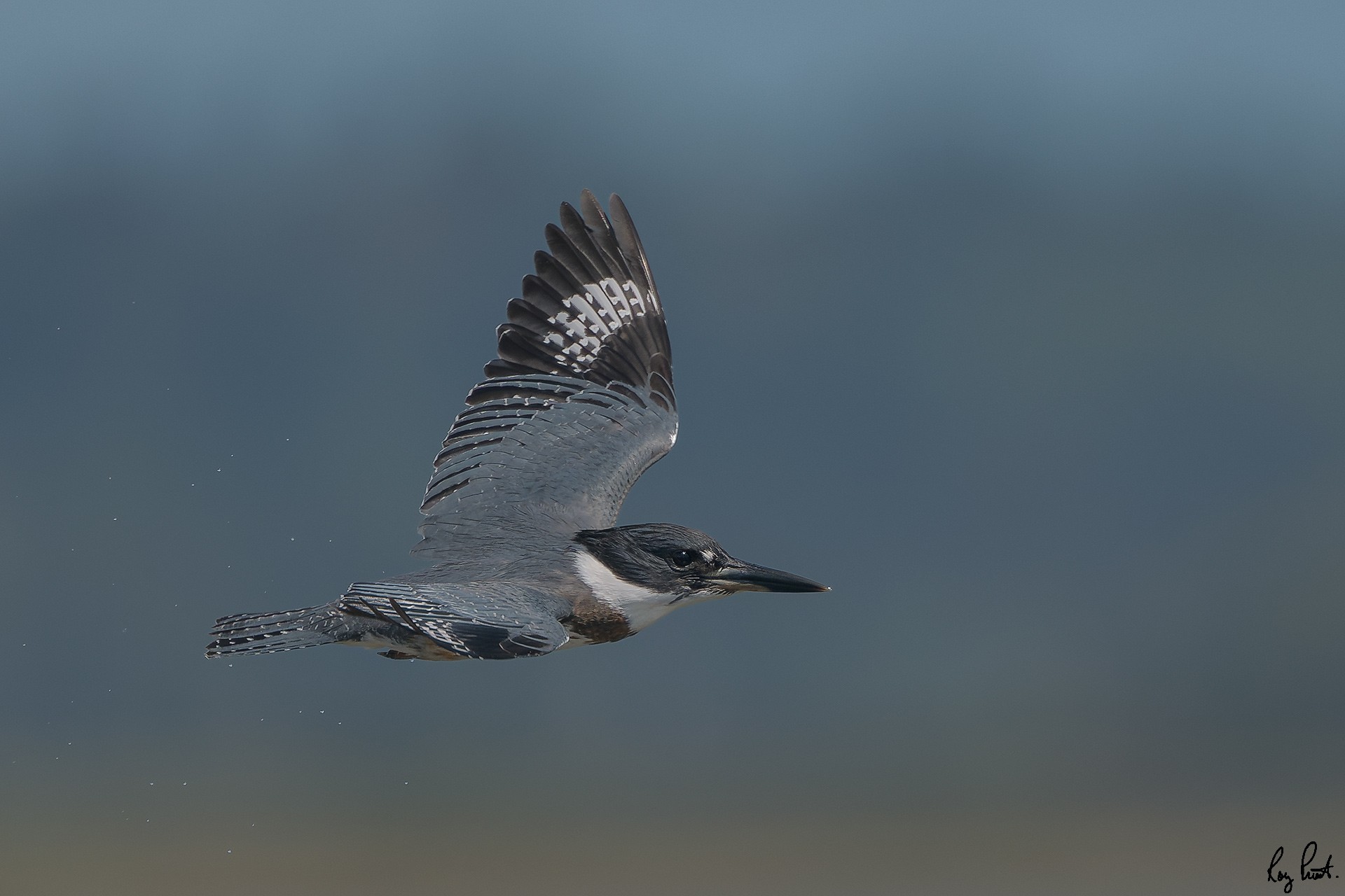 Belted-Kingfisher_DSC1644.jpg