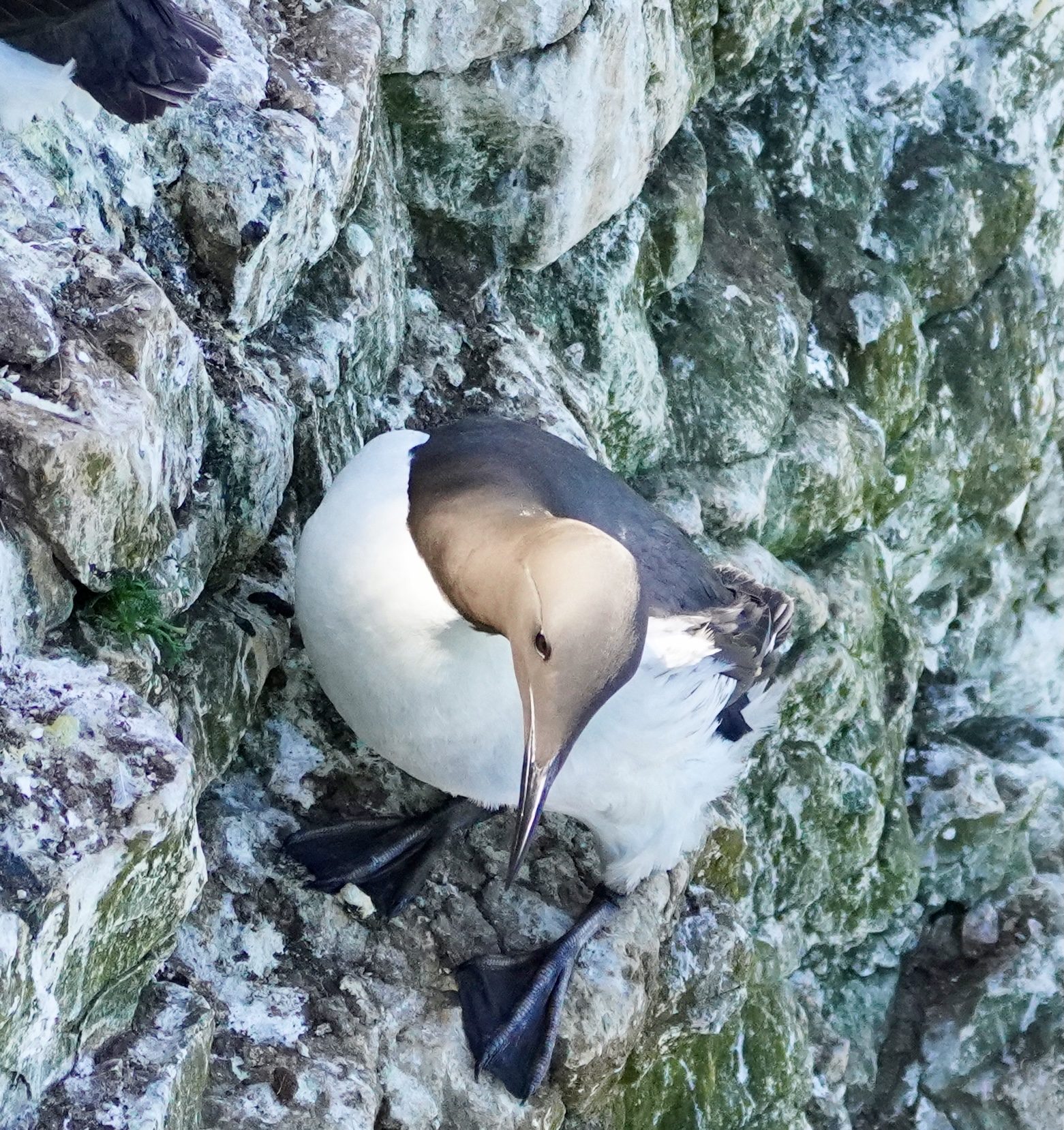 Bempton Cliffs RSPB North Yorkshire