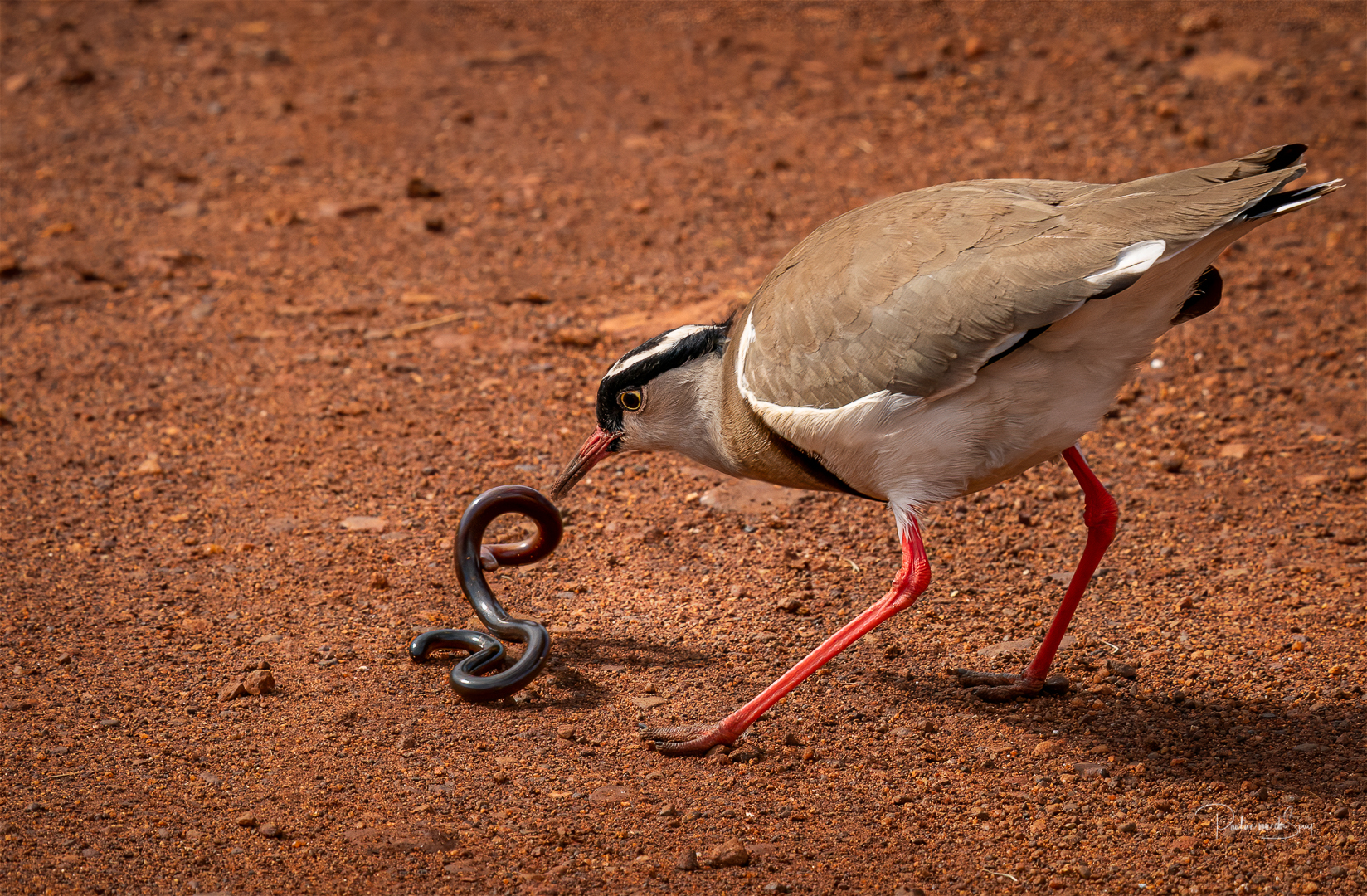 Bird lapwing kill-2.jpg