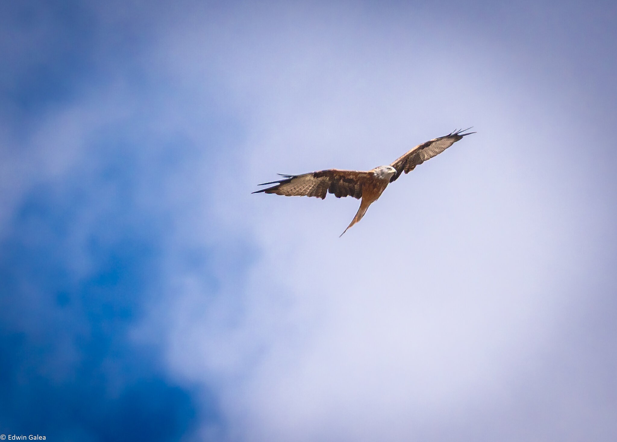 bird of prey-4.jpg