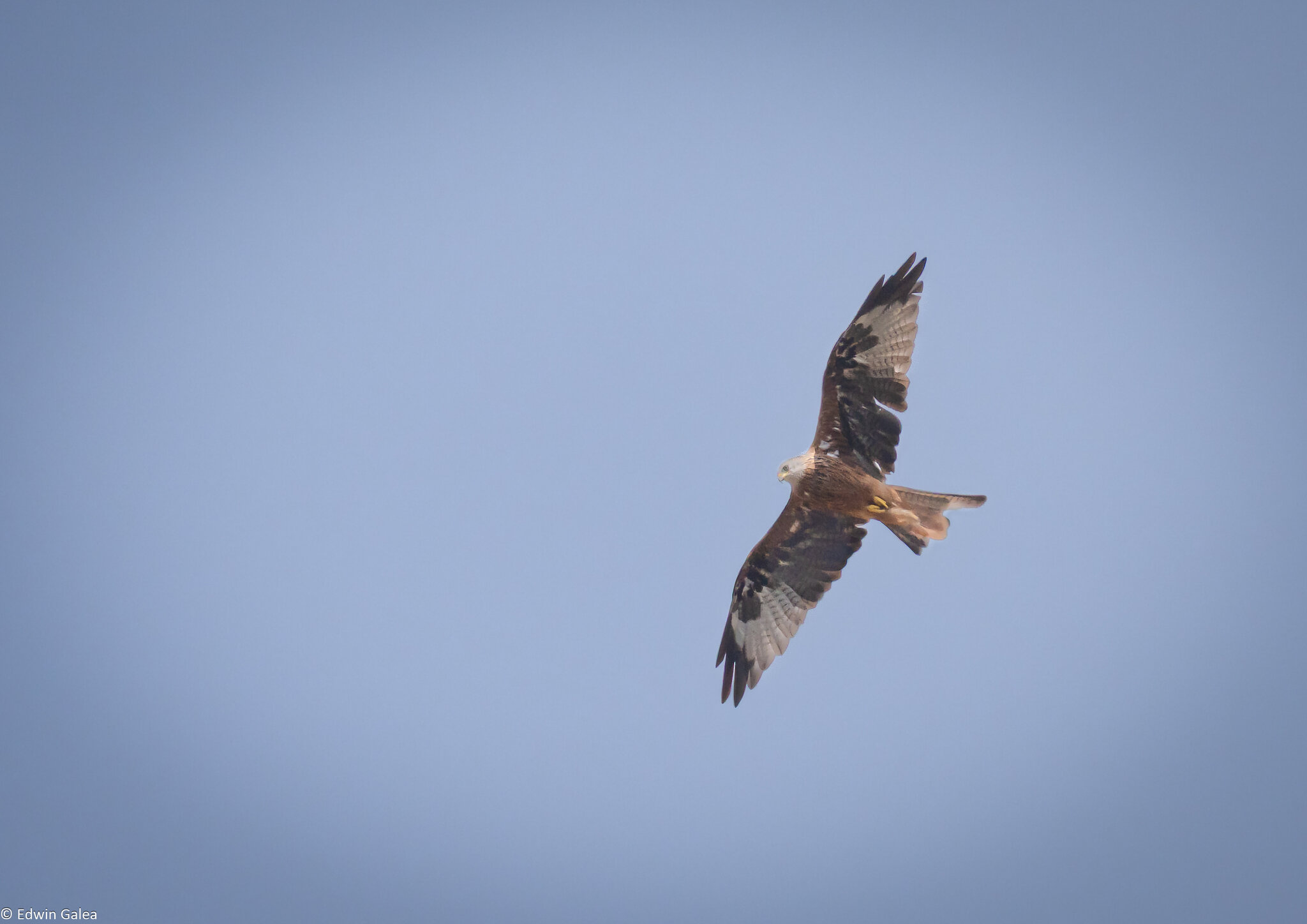 bird of prey-8.jpg