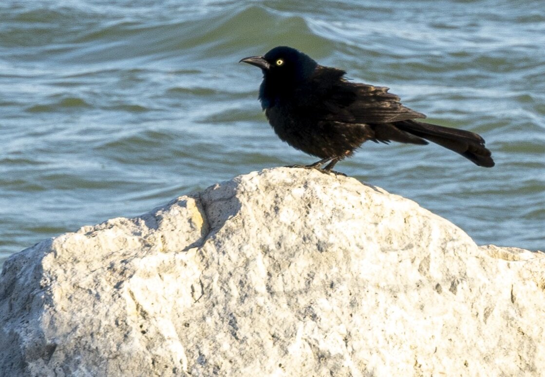 Bird on a Rock