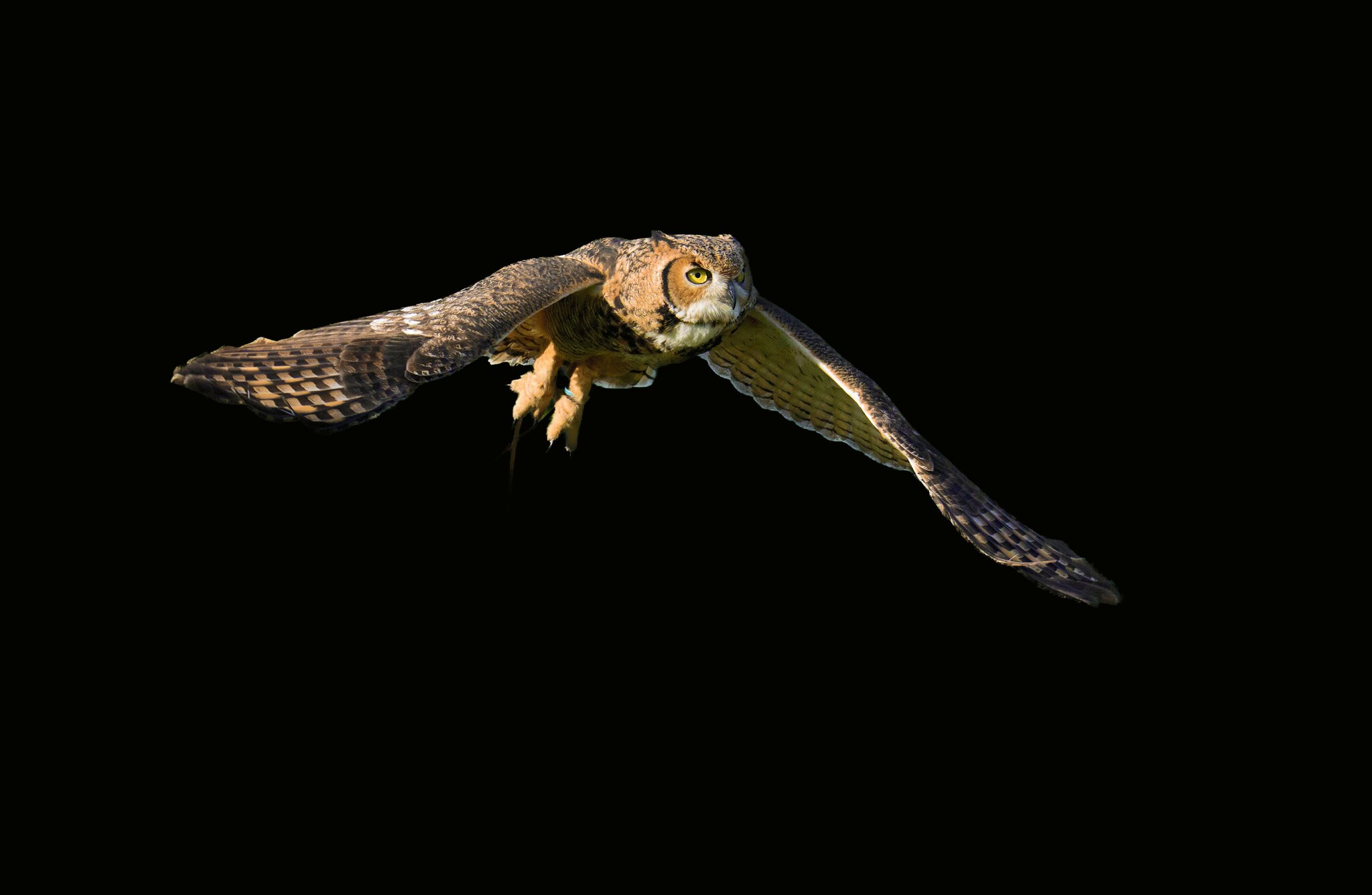 Bird plus -2.jpg