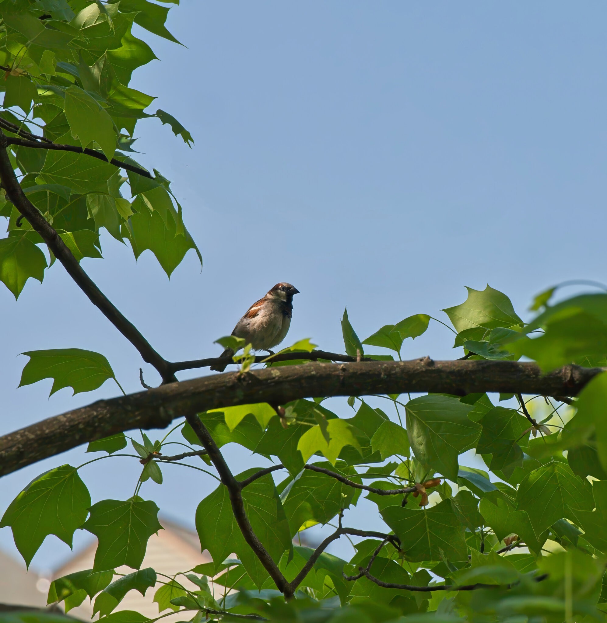 Birdie in the Tree.jpeg