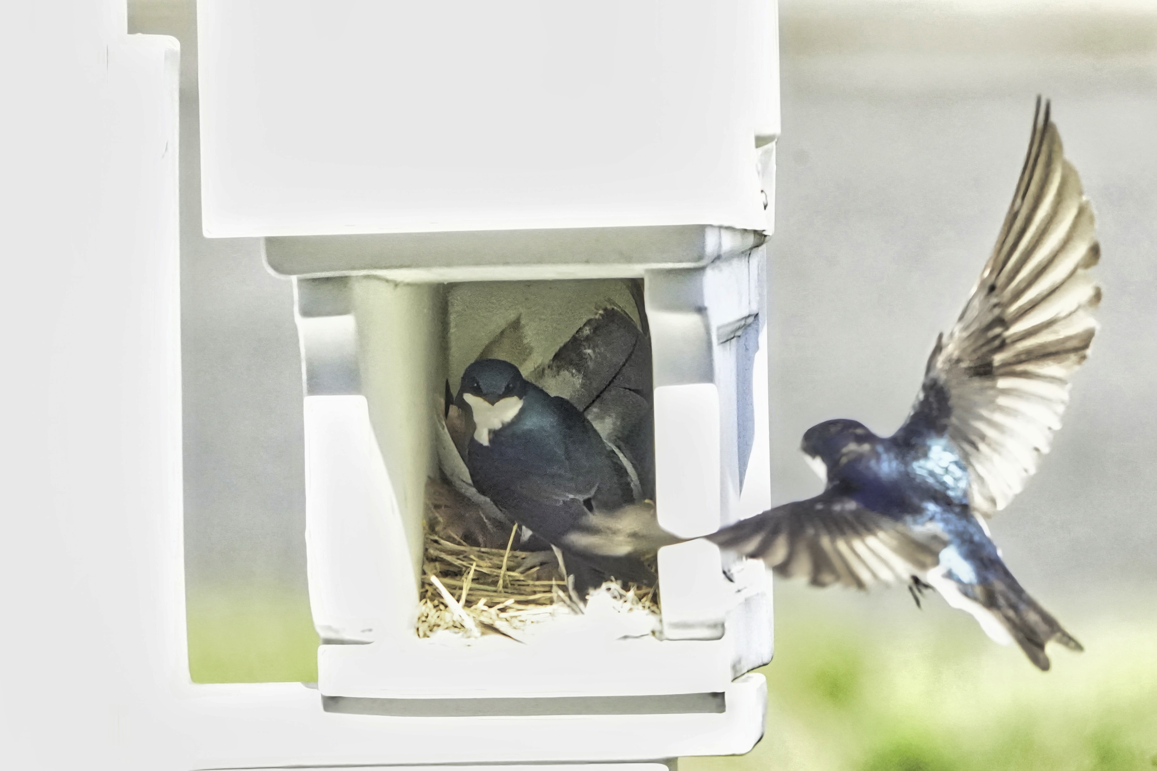 Birds - 1.jpeg