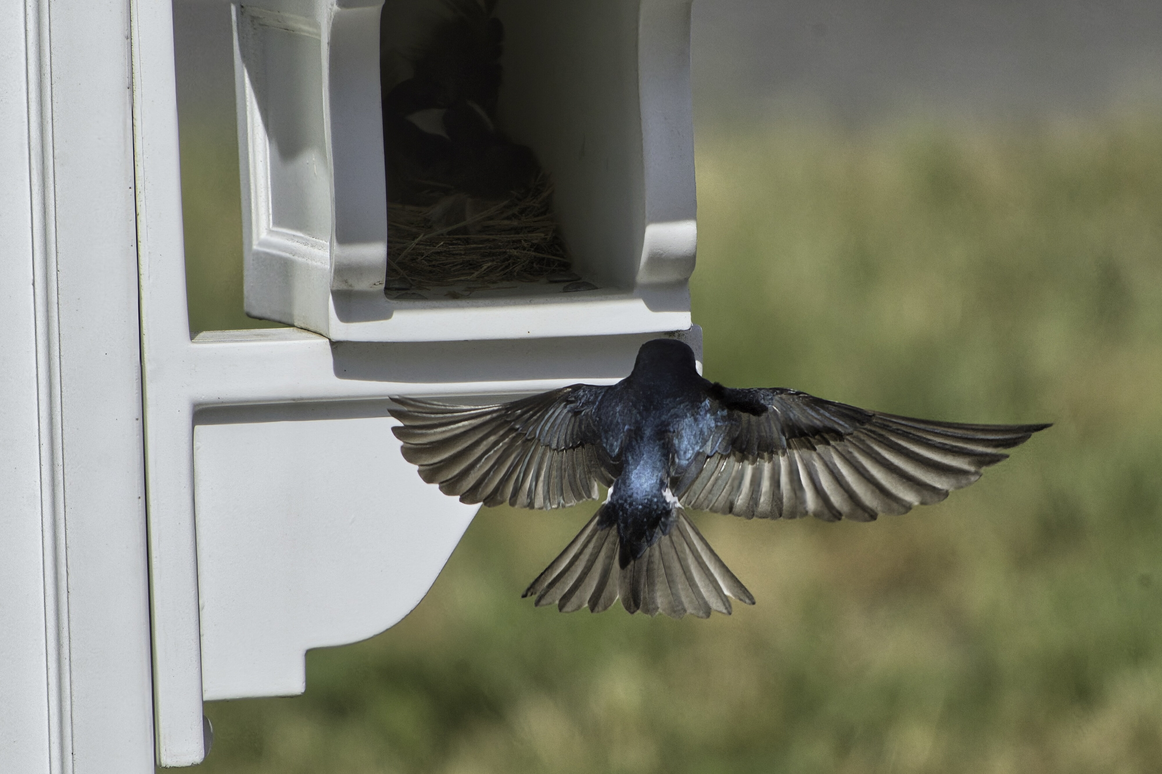 Birds - 7.jpeg