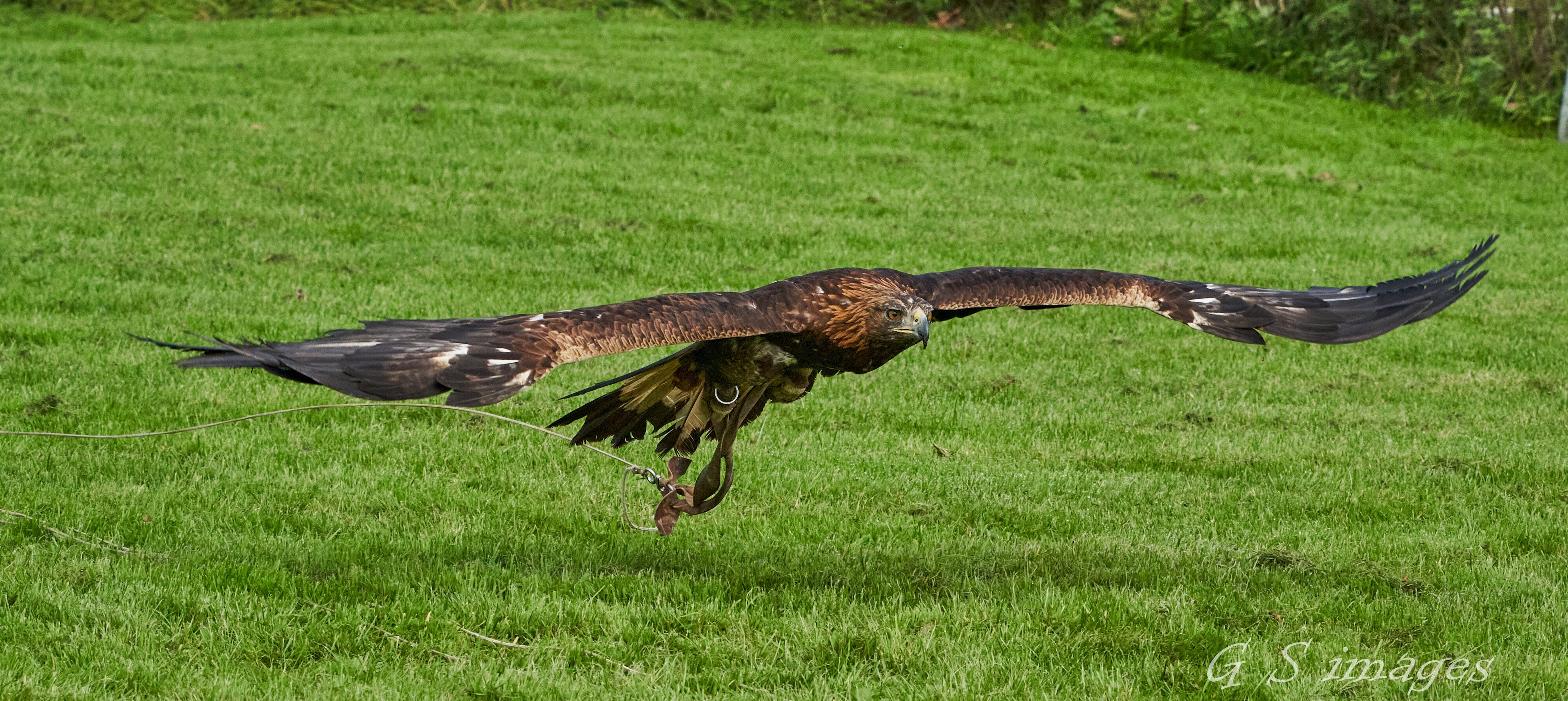 birds of prey 1.jpg