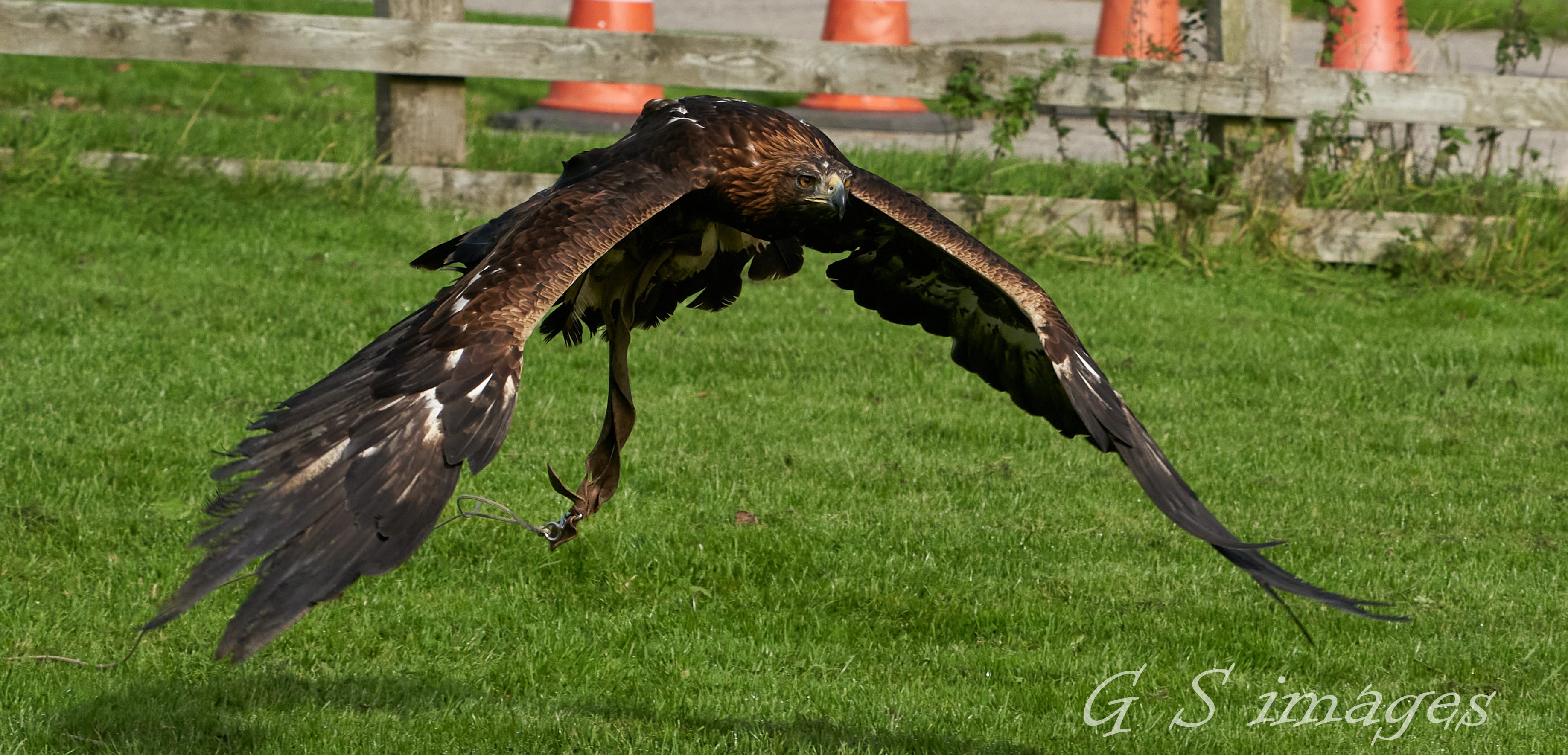 birds of prey 10.jpg