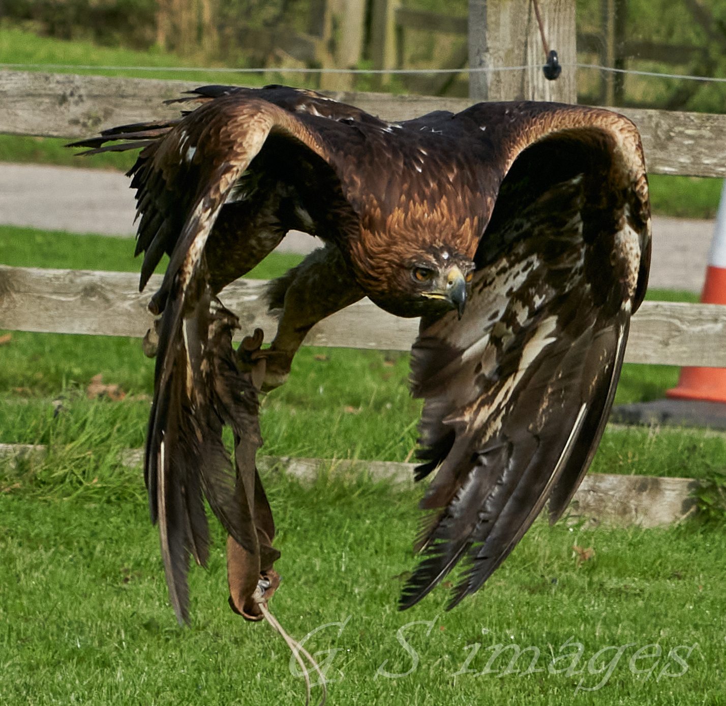 birds of prey 11.jpg