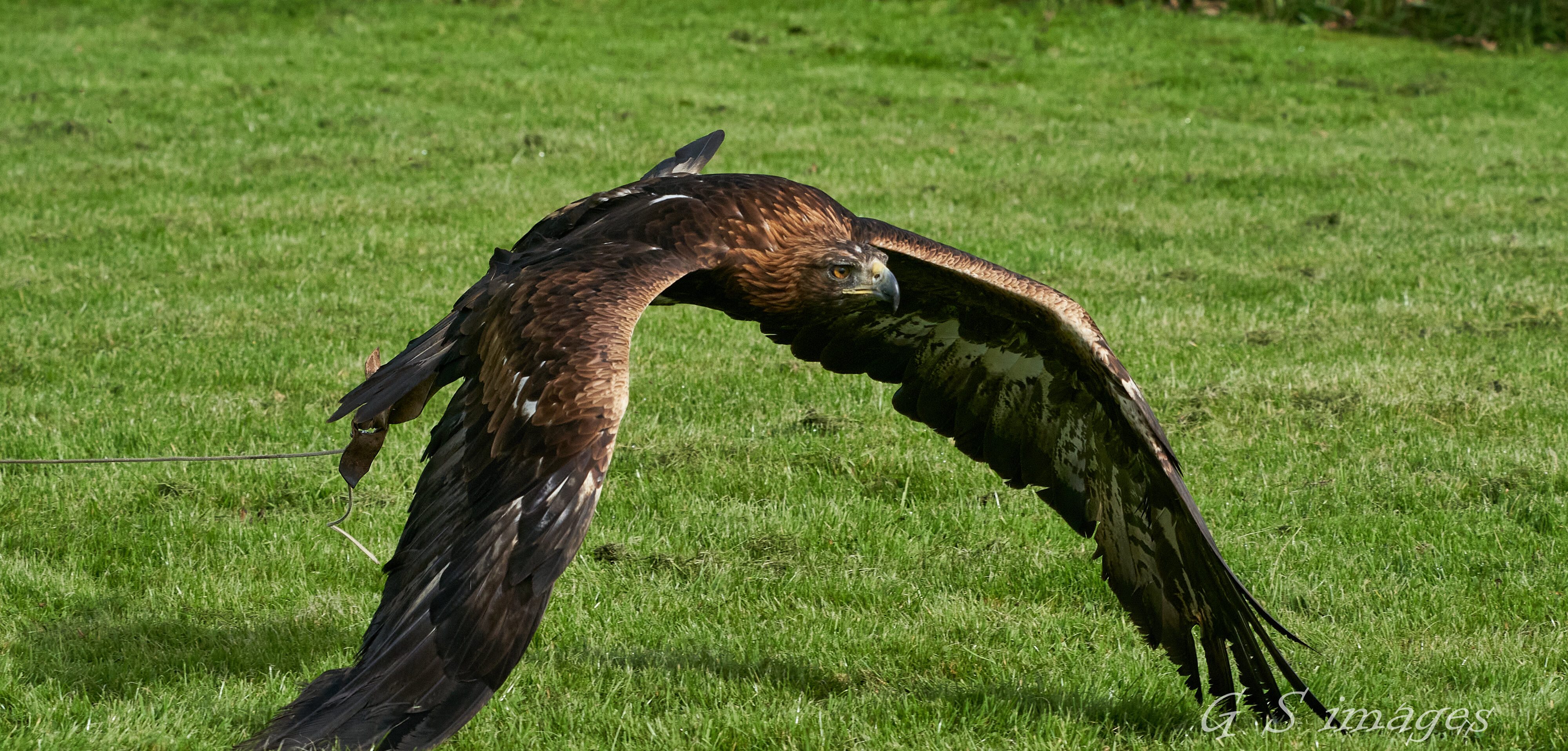 birds of prey 5.jpg