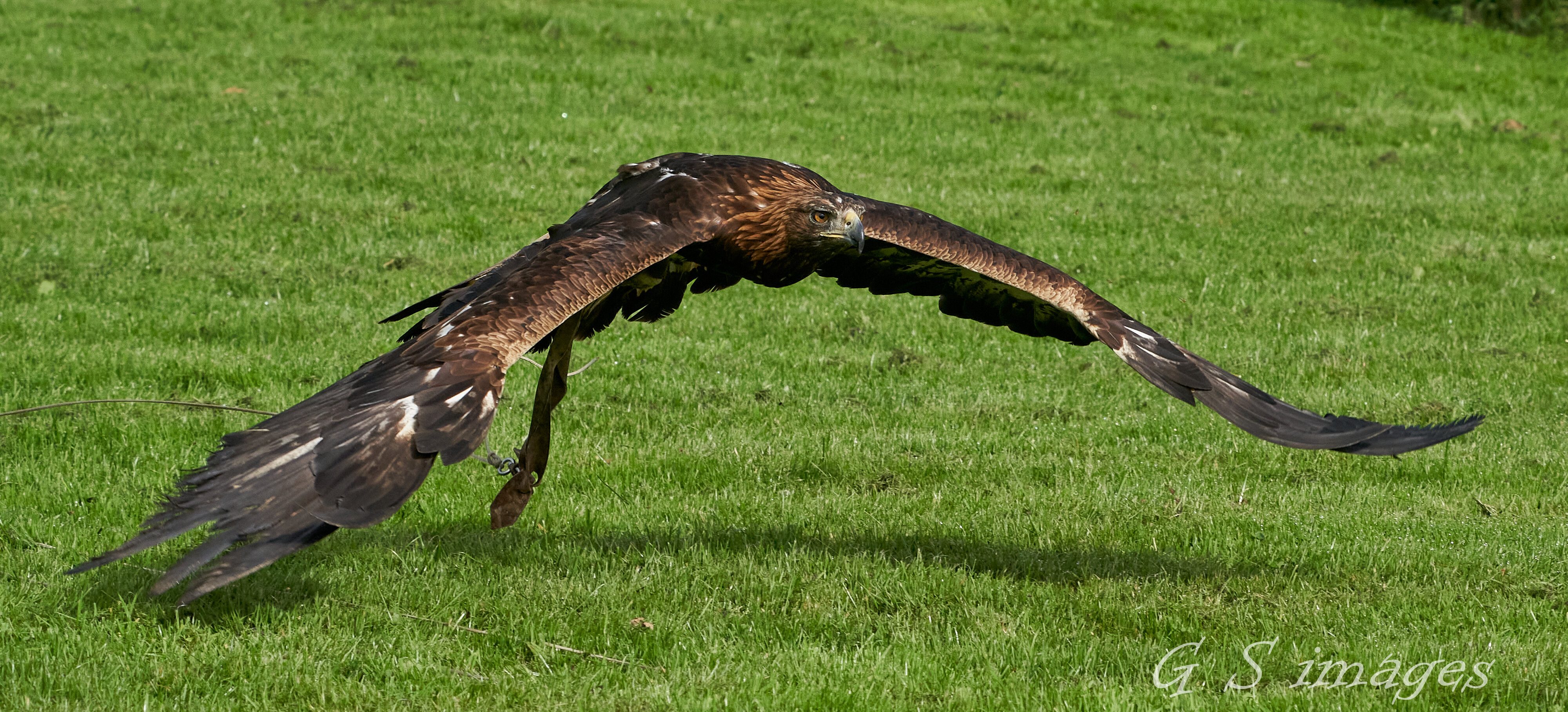 birds of prey 9.jpg