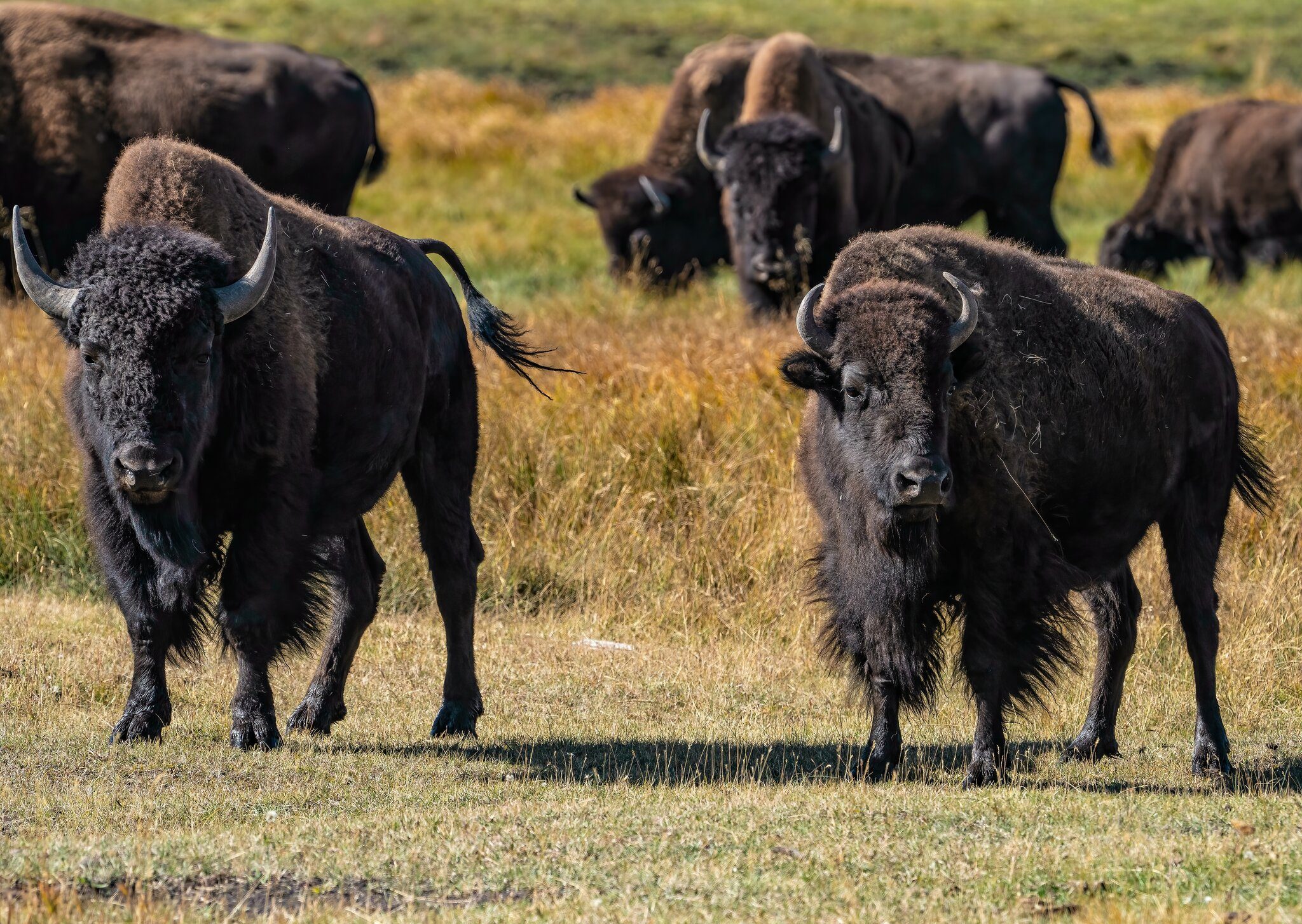 Bison - Yellowstone.jpg