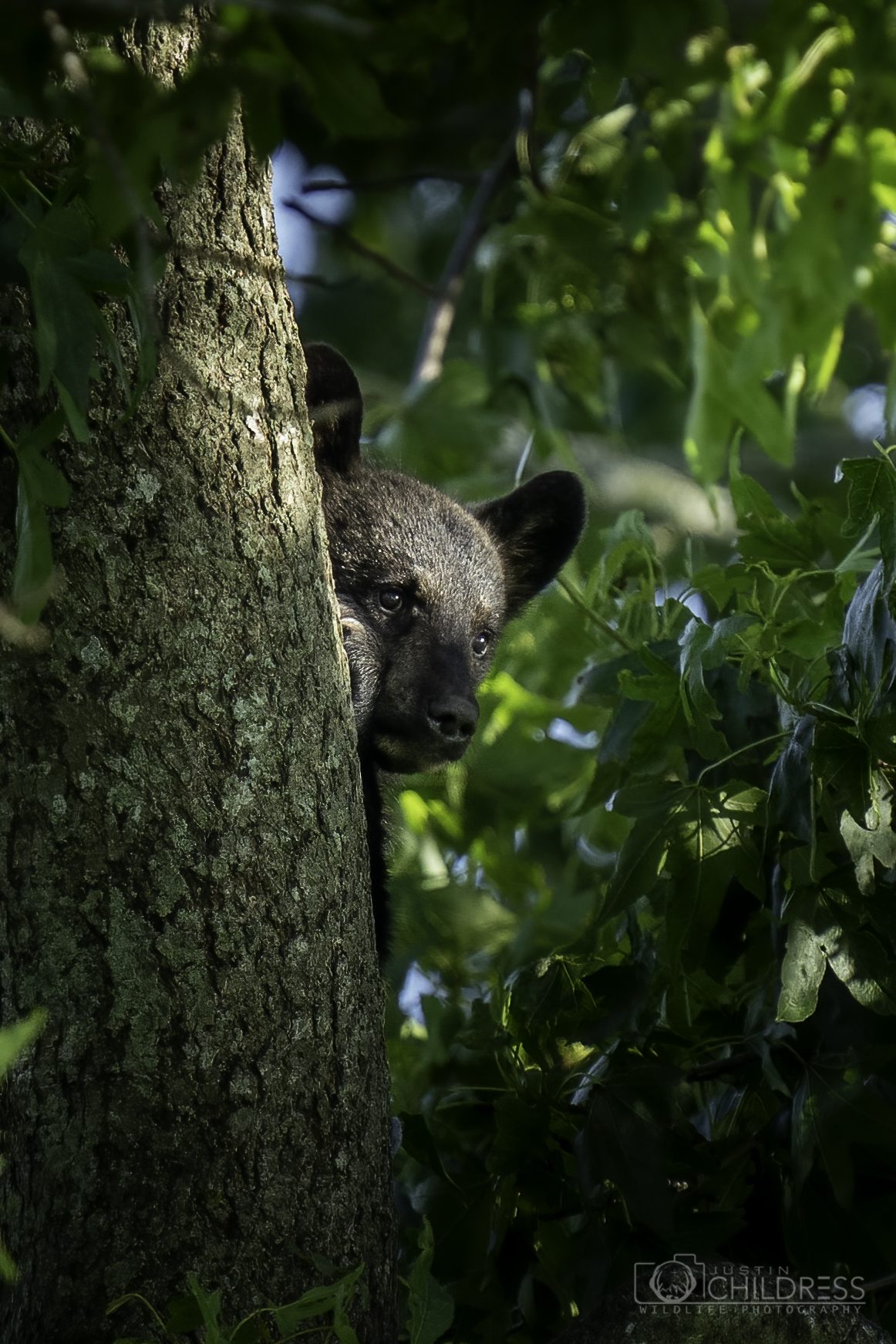 Black Bear Cub