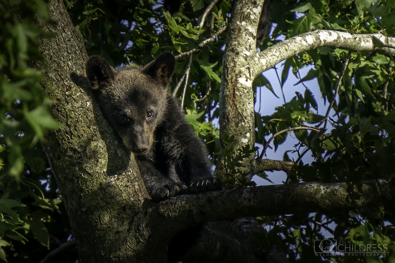 Black Bear Cub