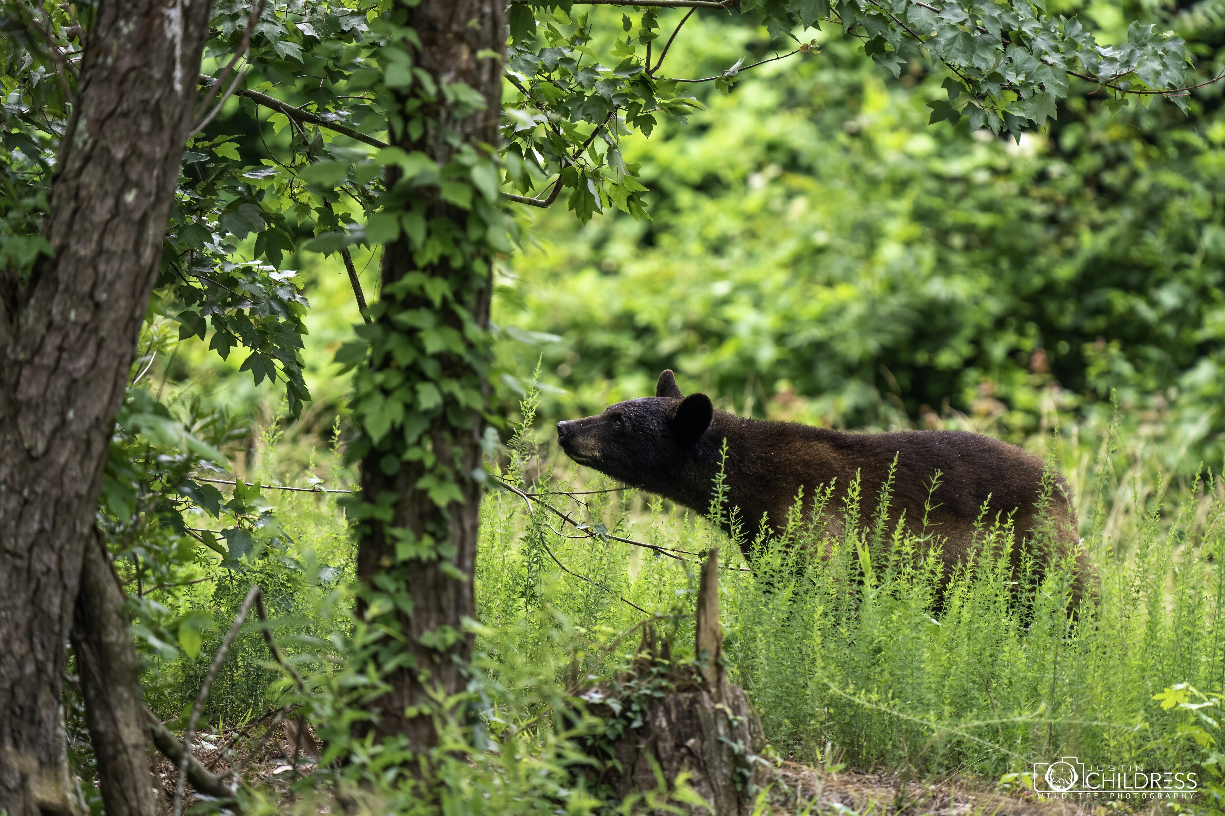 Black Bear Sow