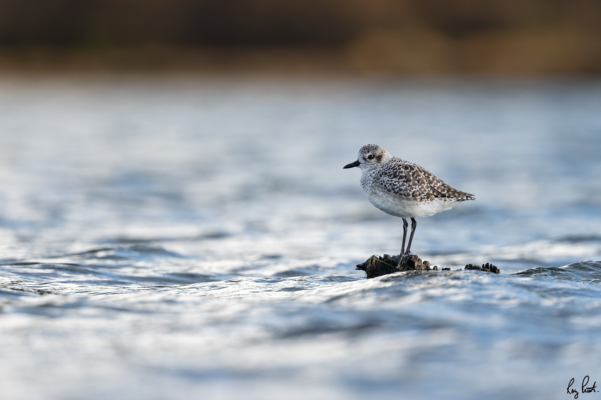 Black-bellied-Plover-123870.jpg