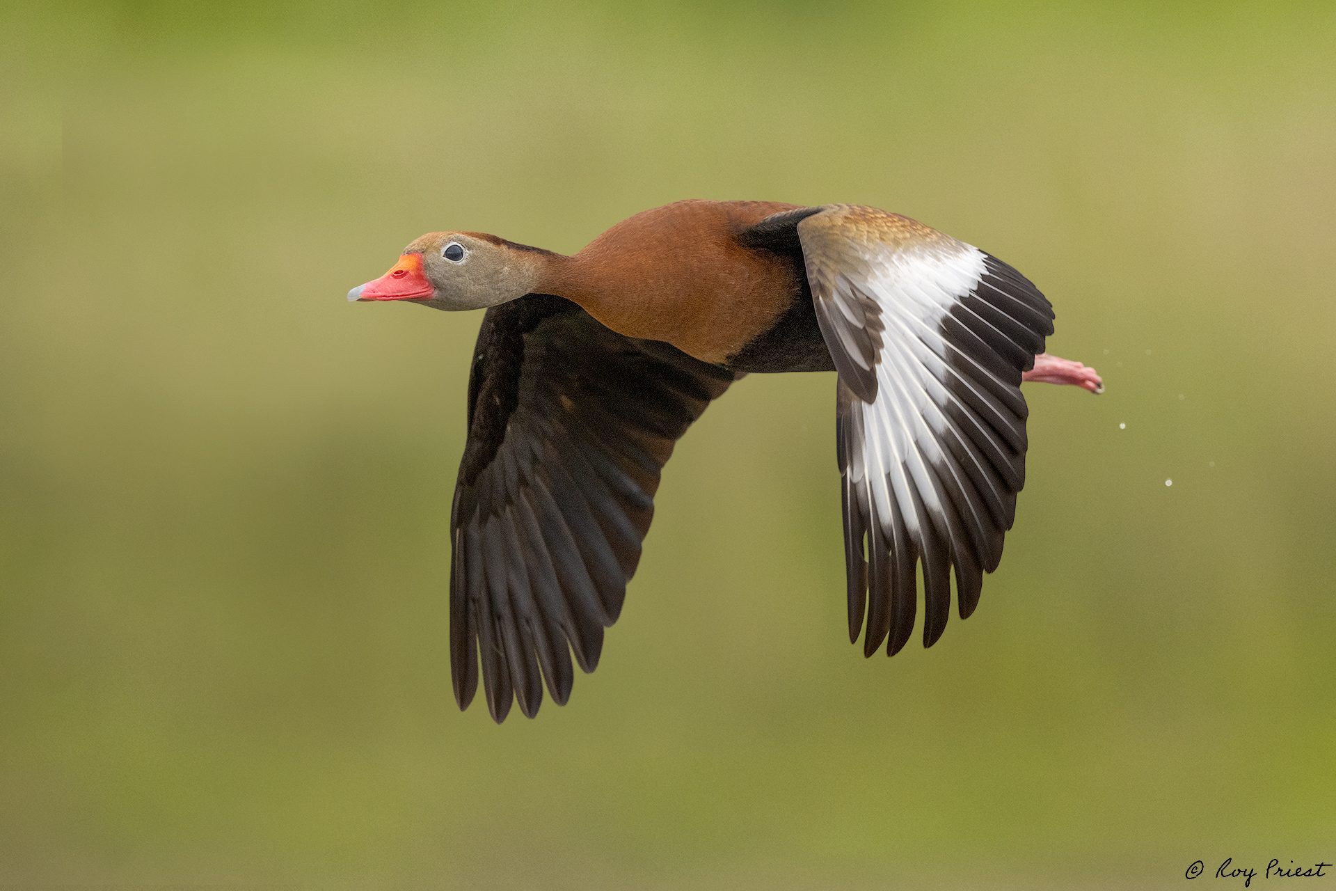 Black-Bellied-Whistling-Duck-A1_ROY1168.jpg