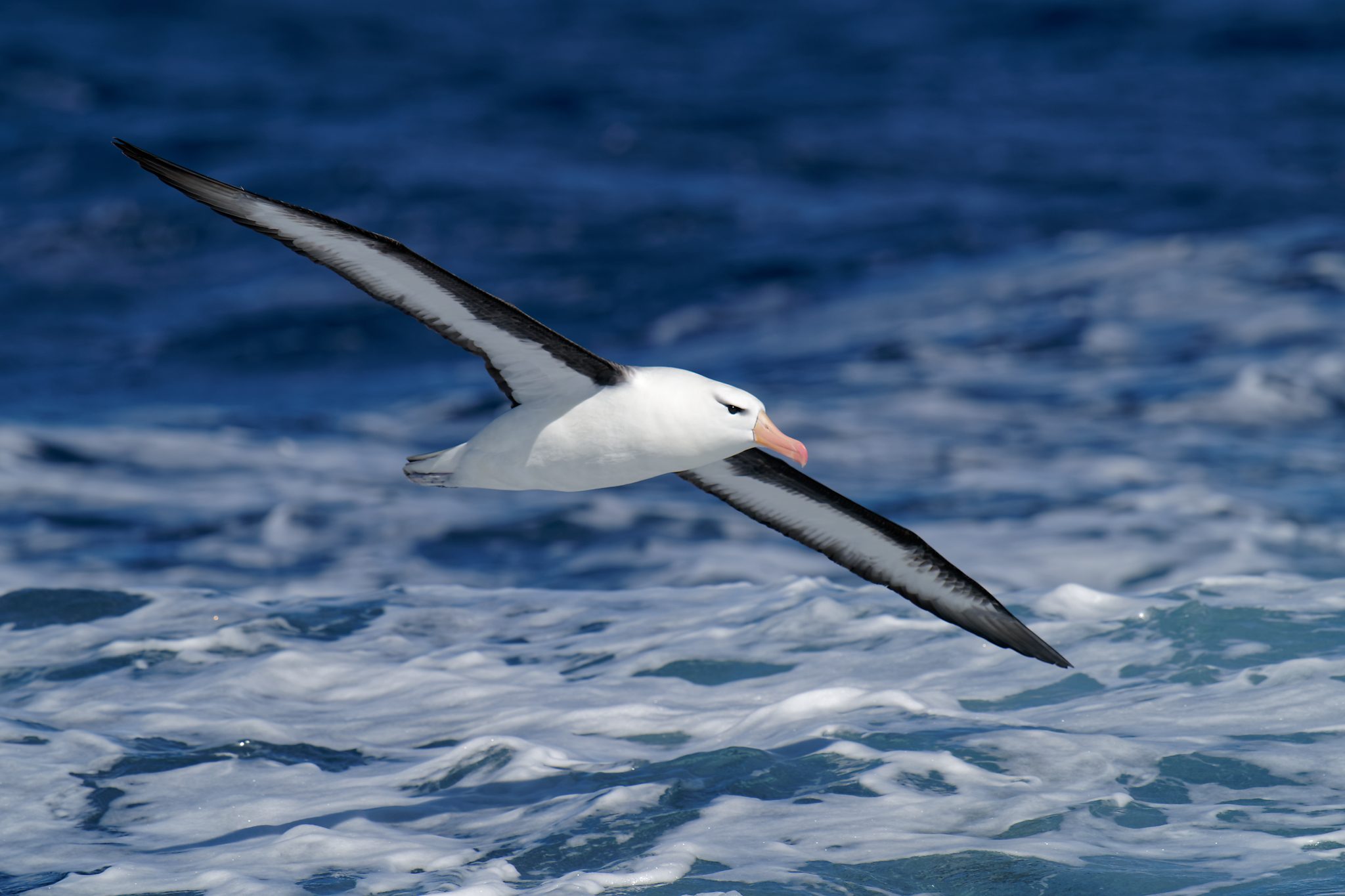 Black-browed Albatross IF (9).jpg