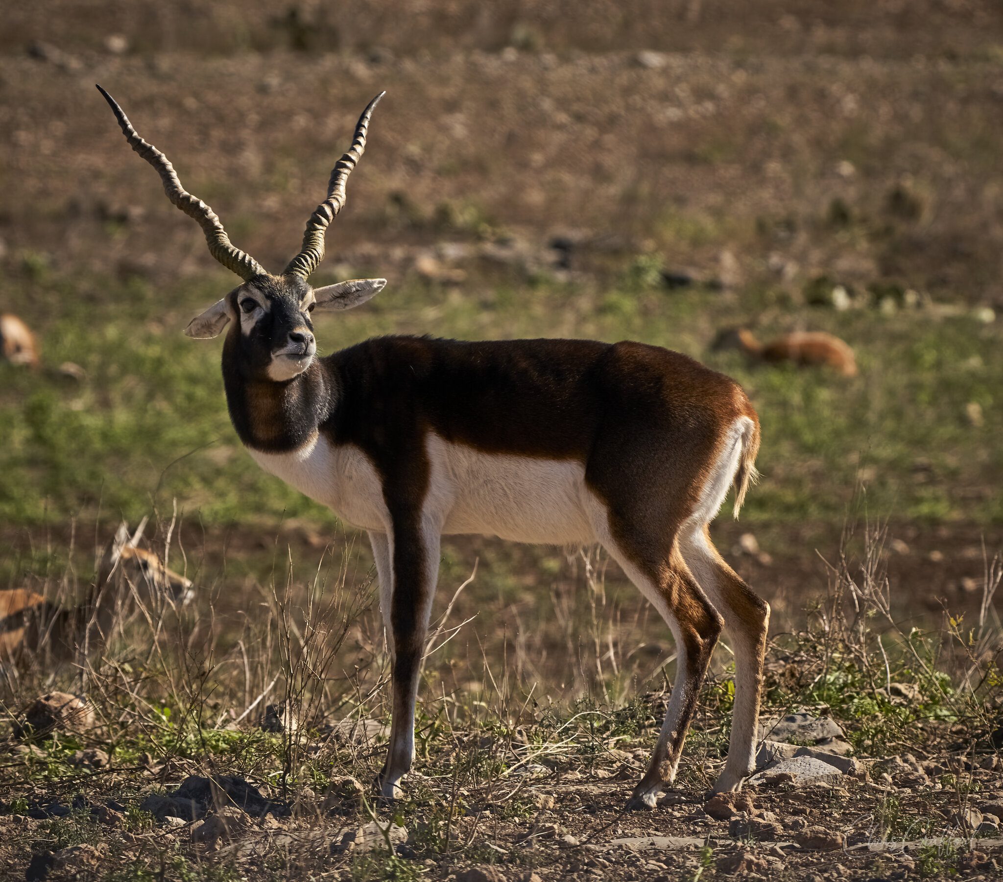 Black Buck