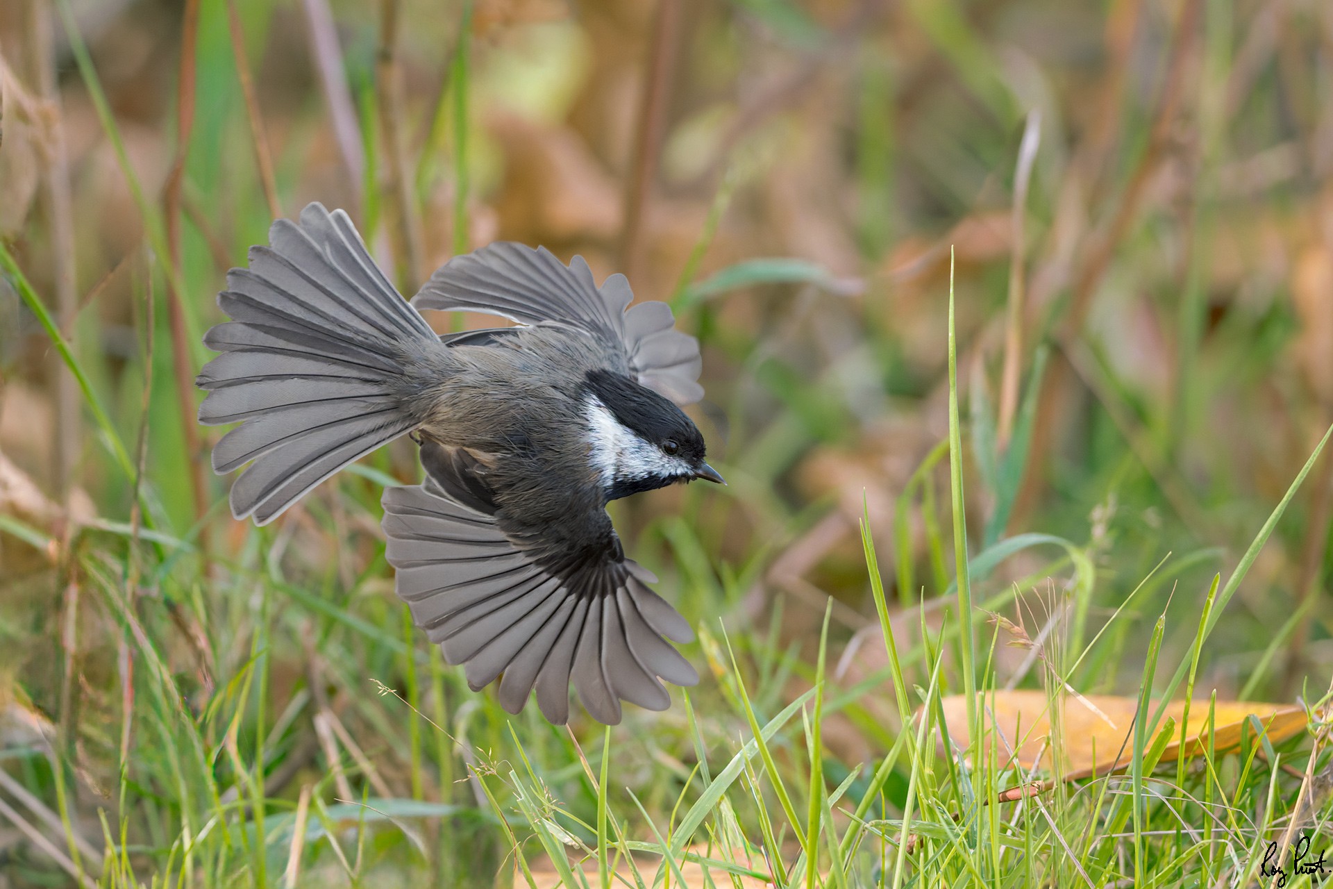 Black-capped-Chickadee-120381.jpg