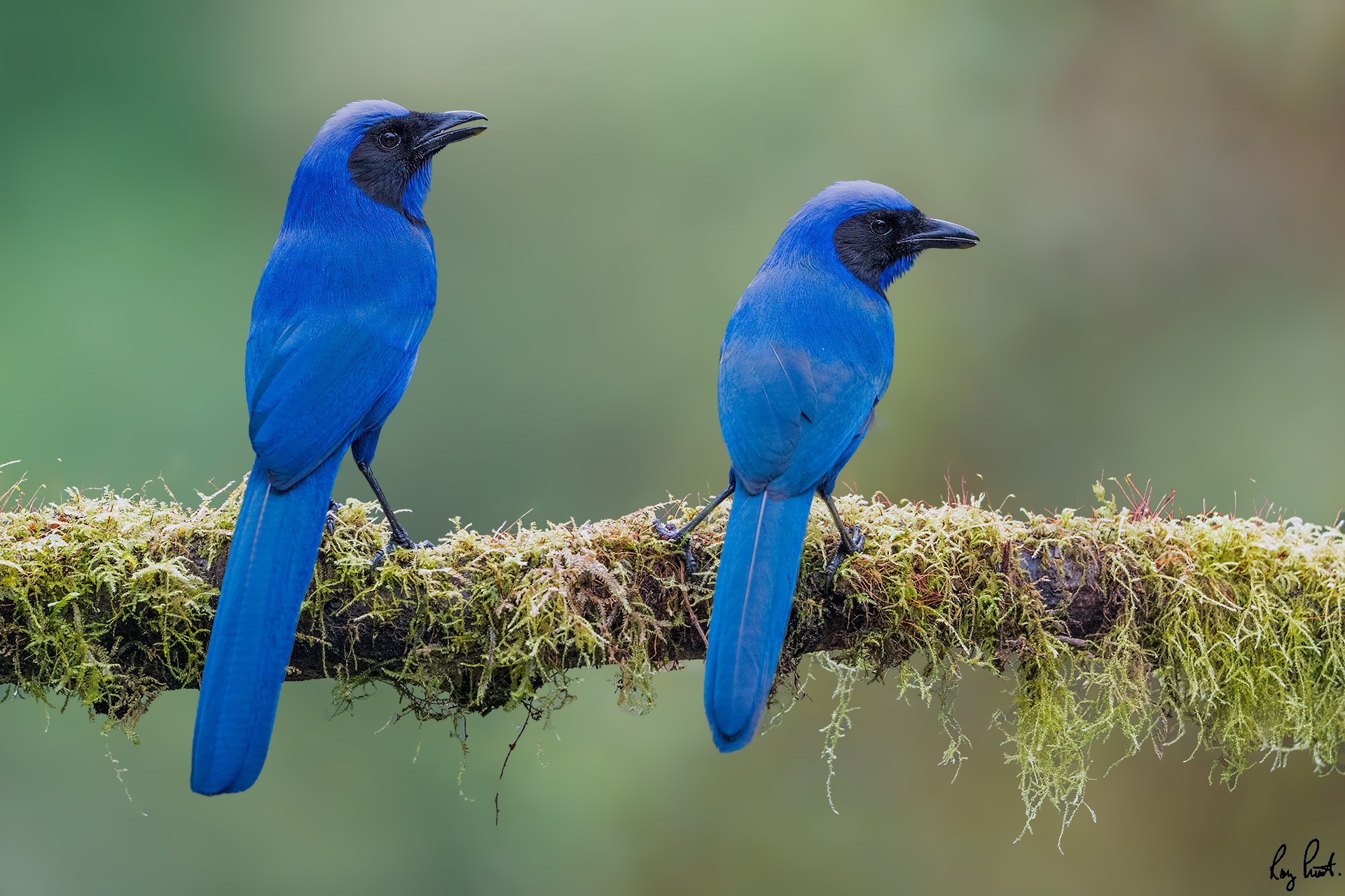 -Black-collared-Jay_DSC7212-Edit.jpg