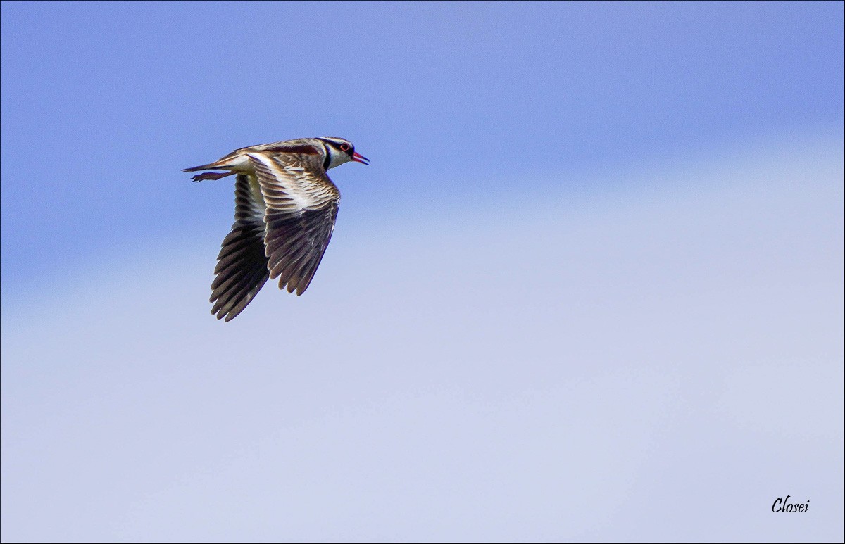 Black- fronted Dotterel.jpg