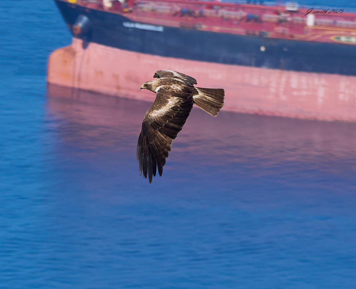 black kite 2025_2.jpg