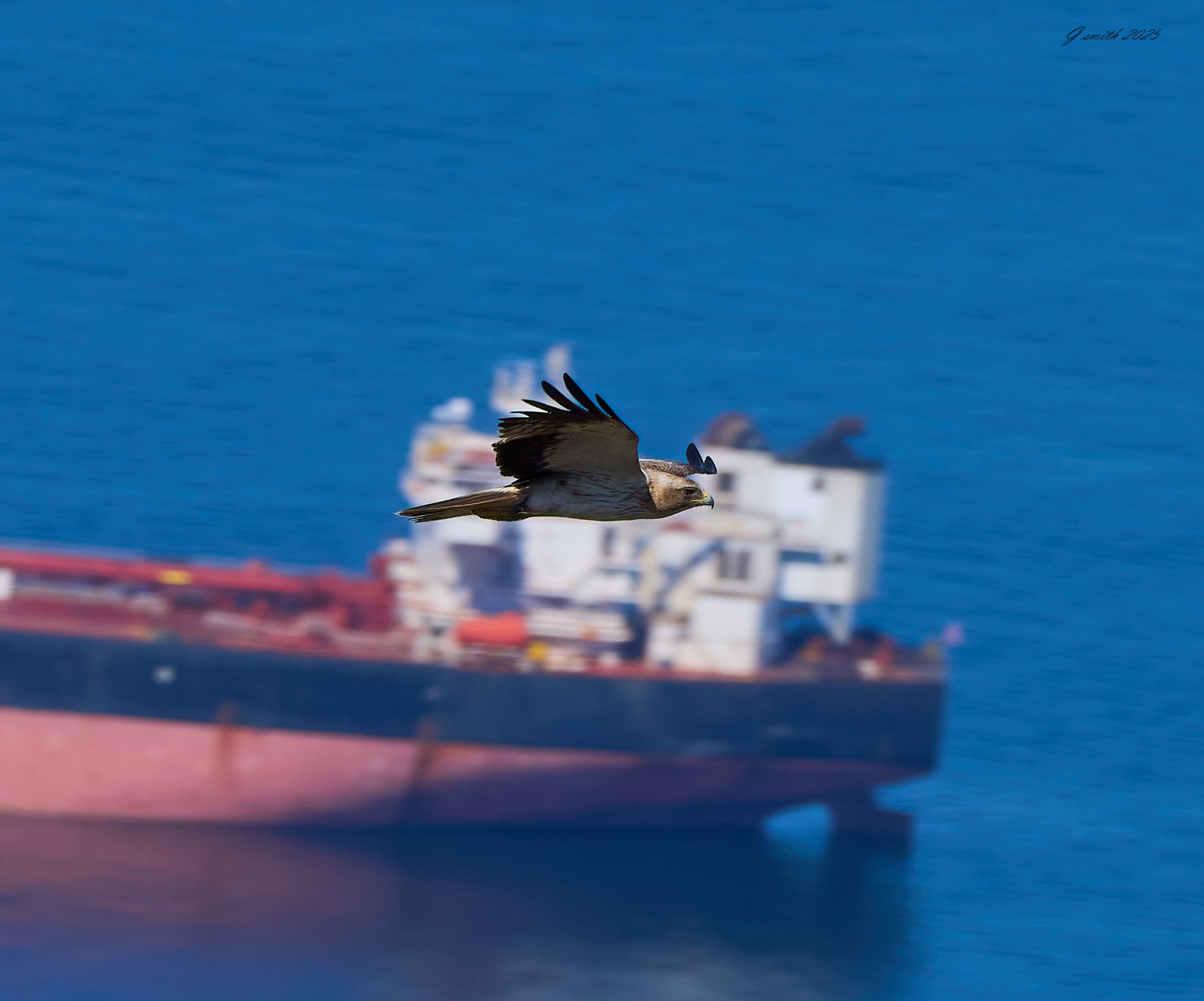black kite 2025_5.jpg