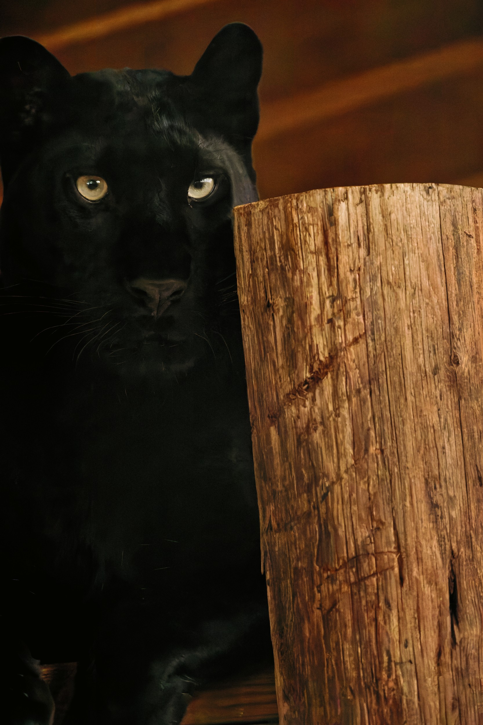 black leopard 3.jpg