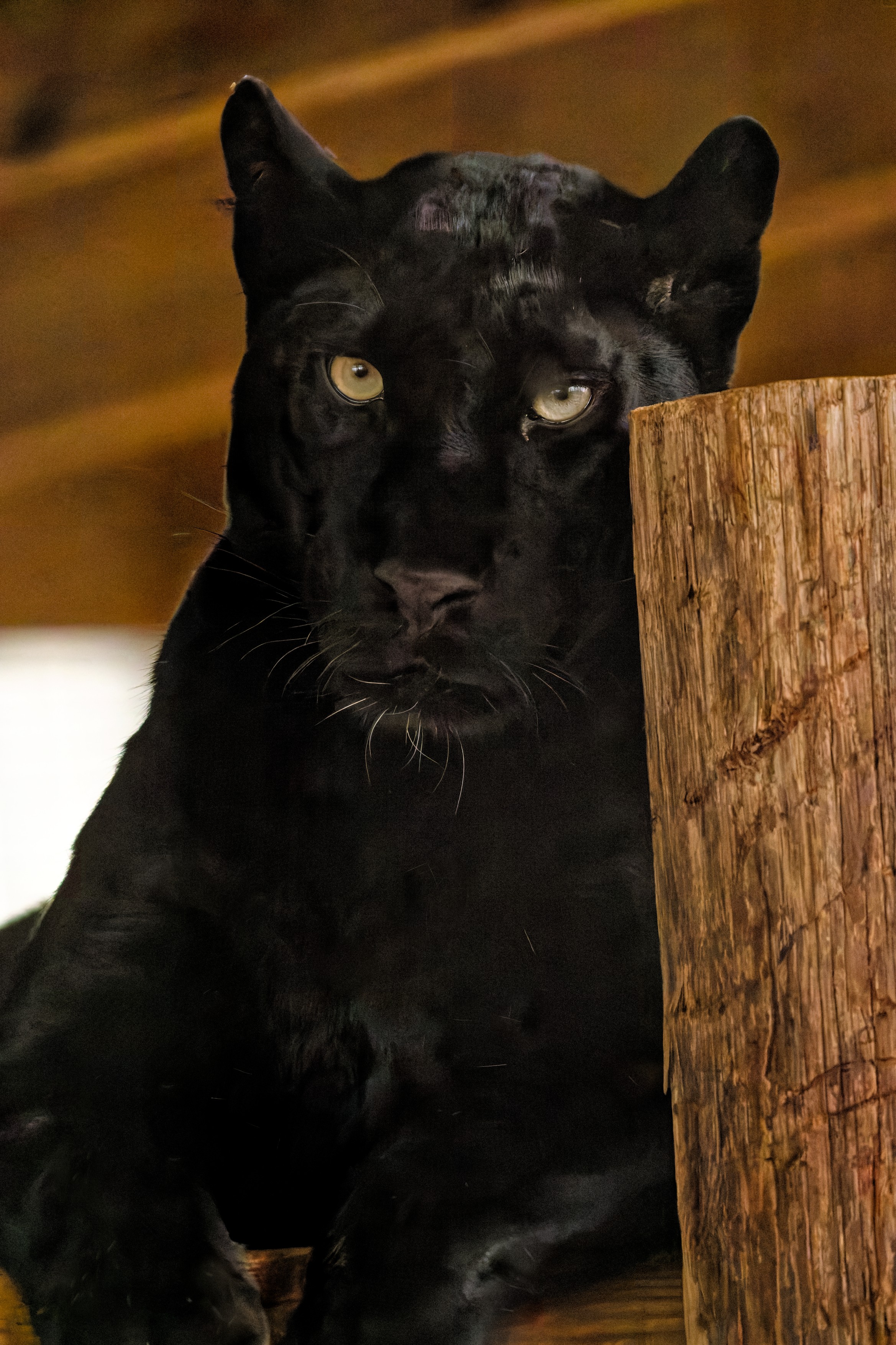 Black Leopard