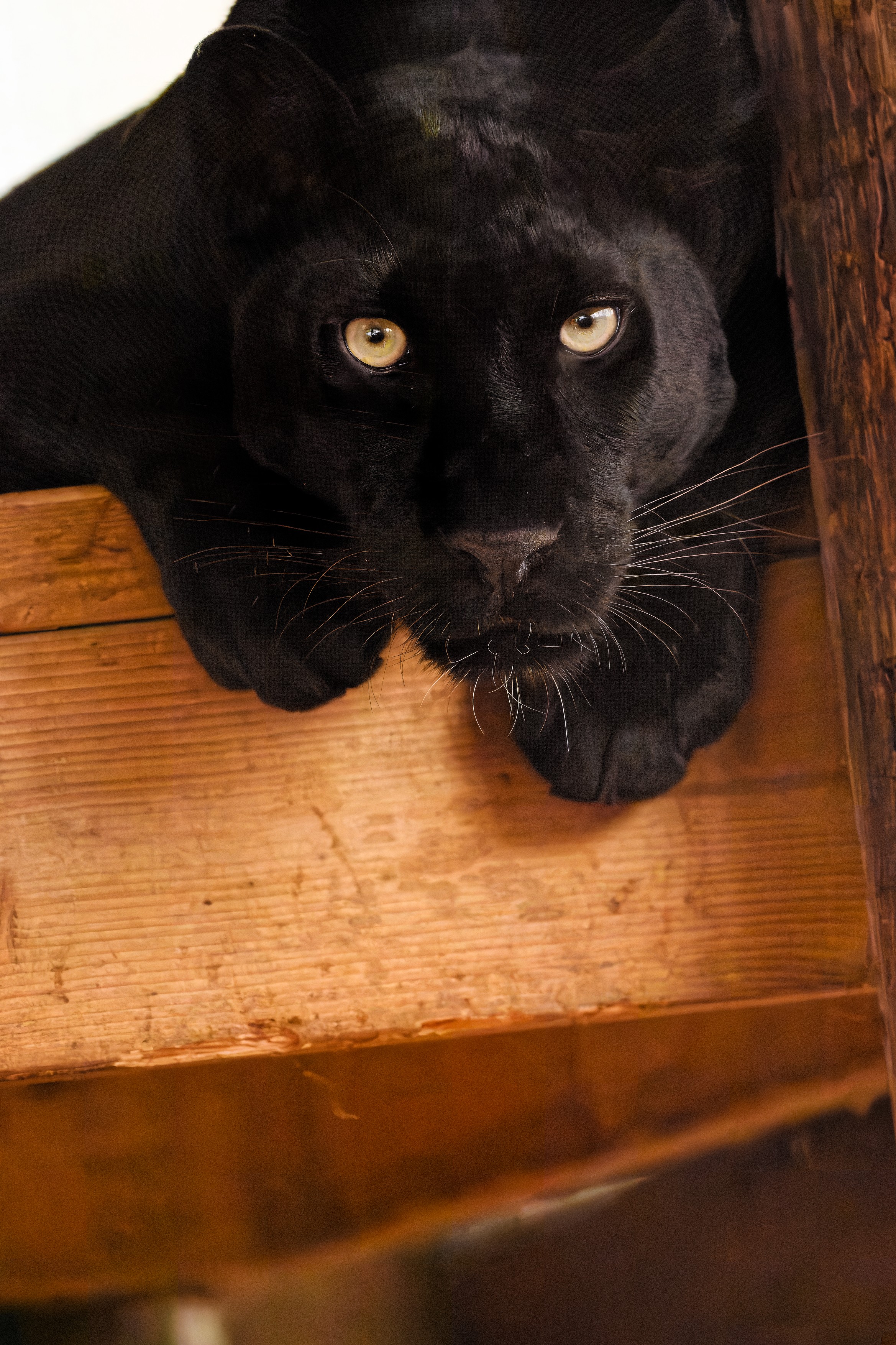 Black Leopard