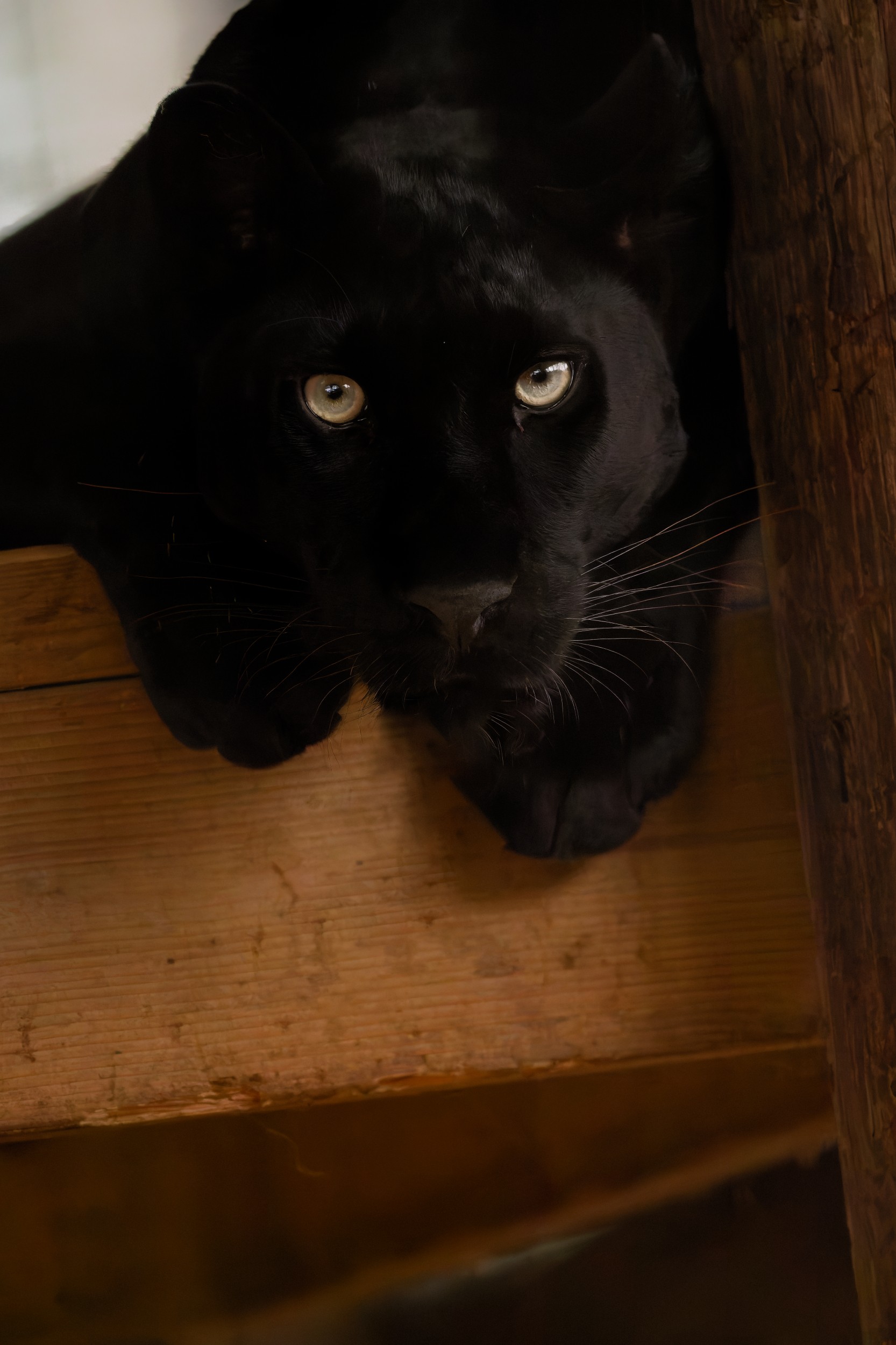 Black Leopard