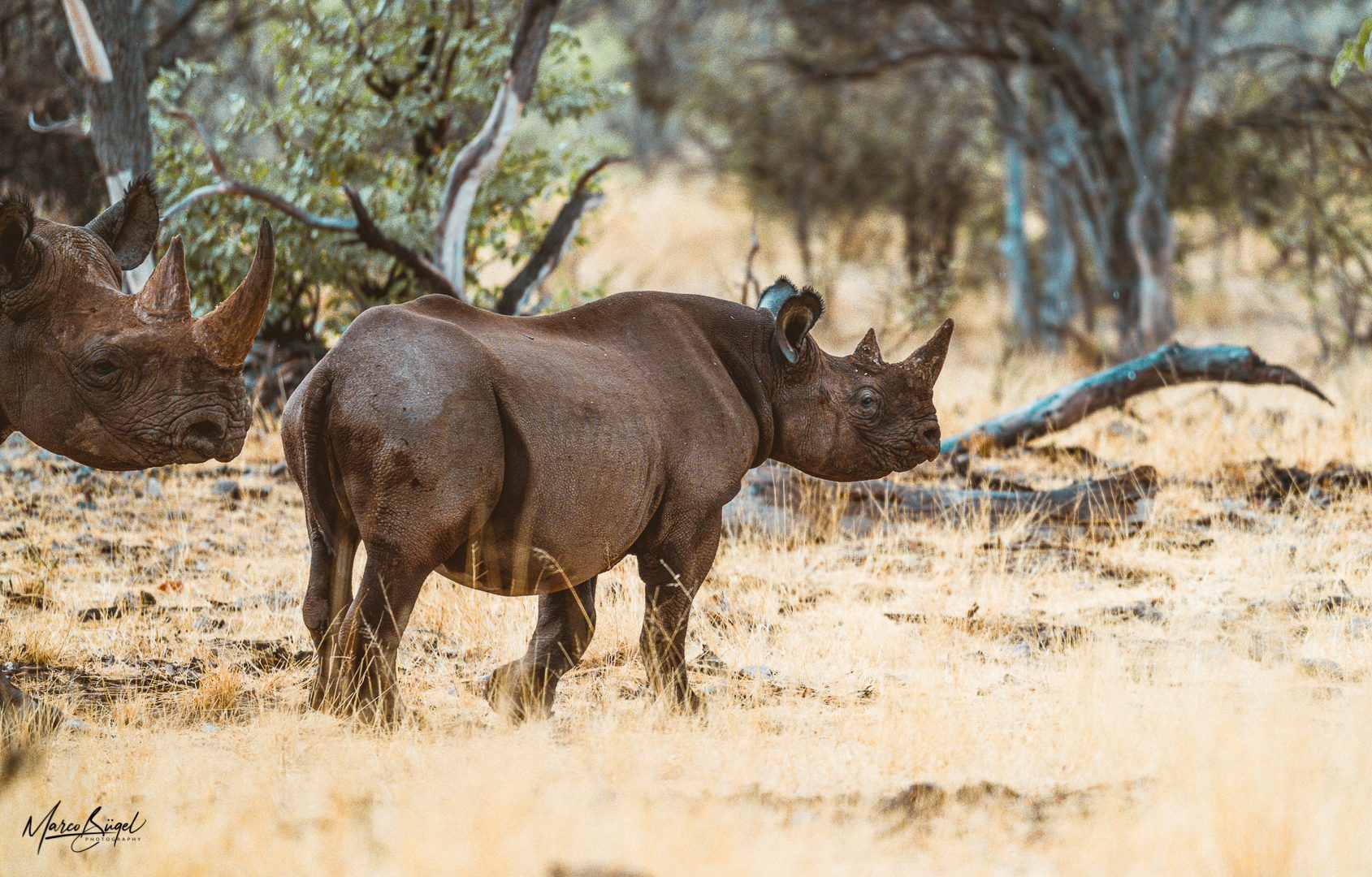 Black Rhinos-9556.jpg