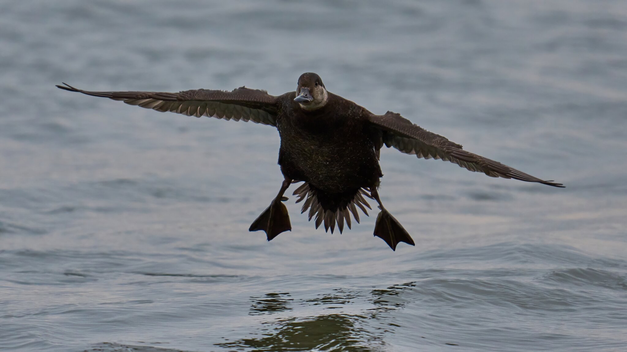 Black Scoter - Barnegat Lighthouse - 12312025 - 06 - DN.jpg