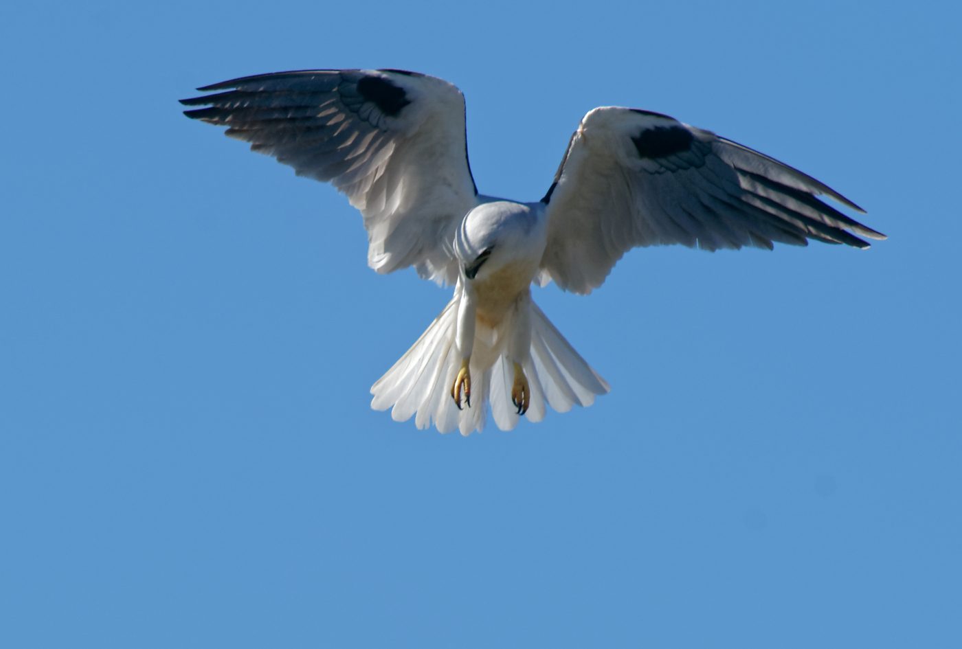 Black-shouldered Kite hovering (1)-1.jpg