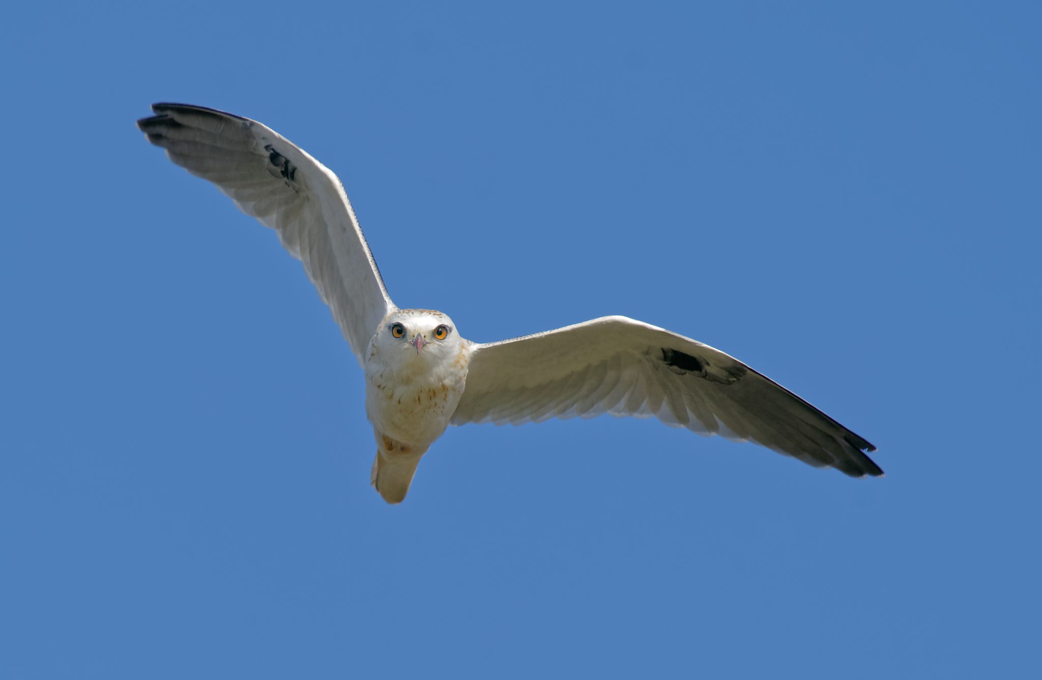 Black-shouldered Kite IF (8).jpg