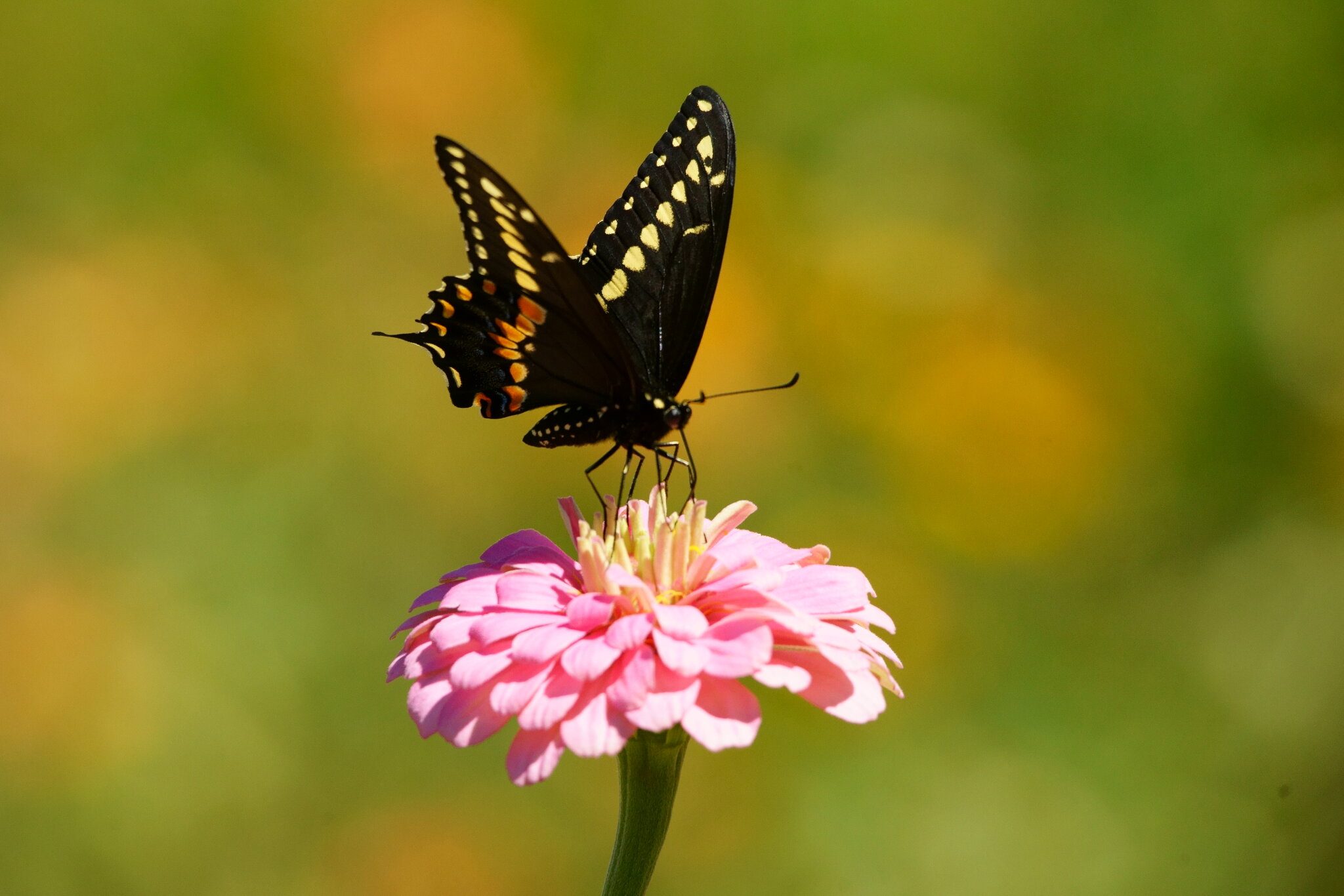 Black Swallowtail Butterfly