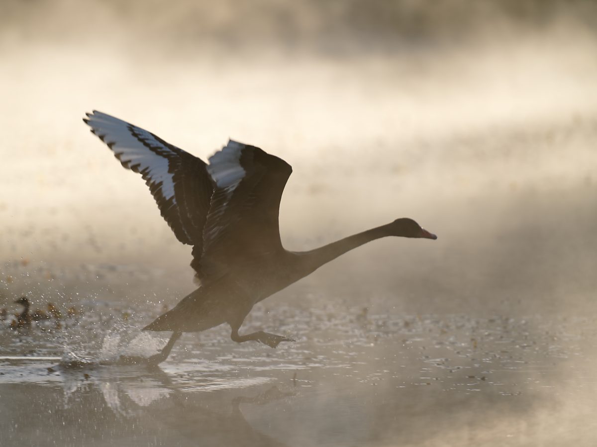 Black Swan running (1).jpg