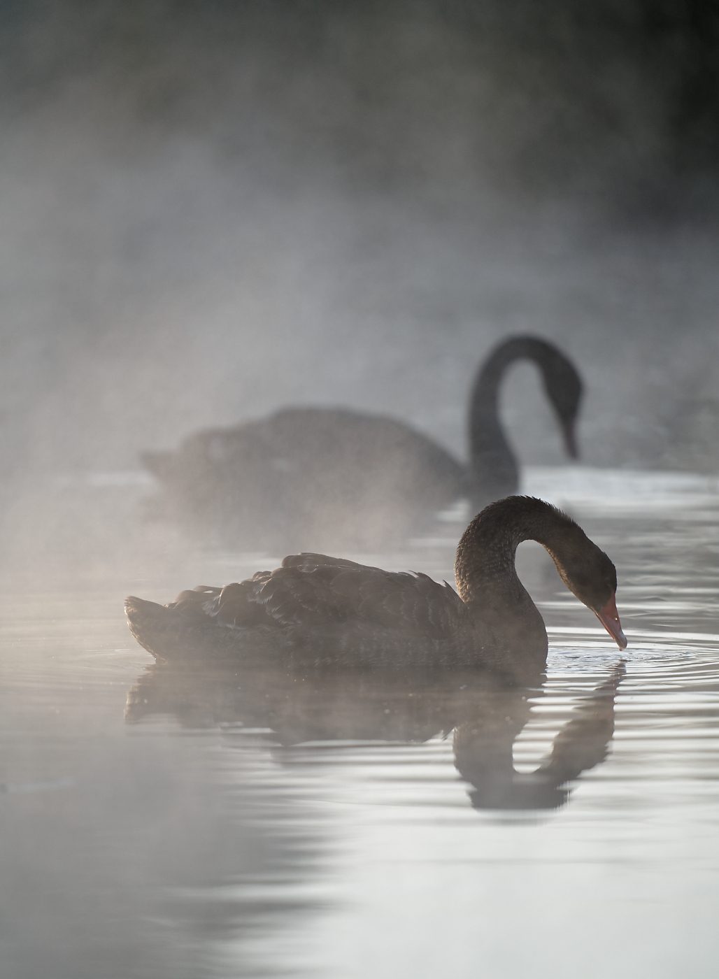 Black Swans in mist (2).jpg